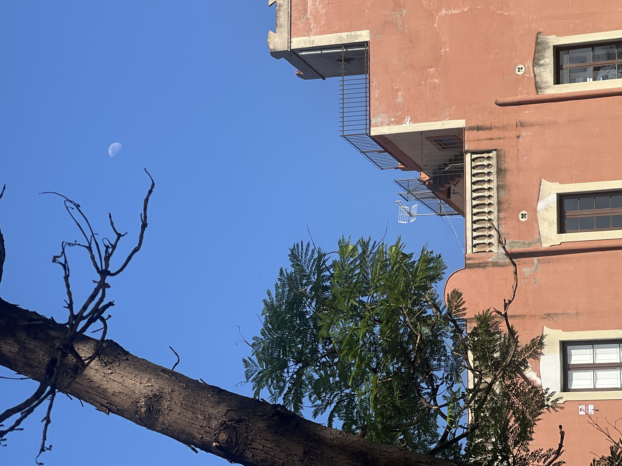 The media file shows a view of a peach-colored building against a clear blue sky. The building has multiple windows with dark frames and white panes, some of which are partially obscured by shadows. There are balconies with metal railings, one with a decorative element. A portion of a large tree trunk dominates the foreground, with bare branches extending upwards. To the right of the trunk, a leafy green tree is visible. In the upper left quadrant of the image, the moon is visible as a crescent shape. The scene appears to be outdoors during the daytime, likely in Barcelona, Spain, given the architectural style. There are no people visible.