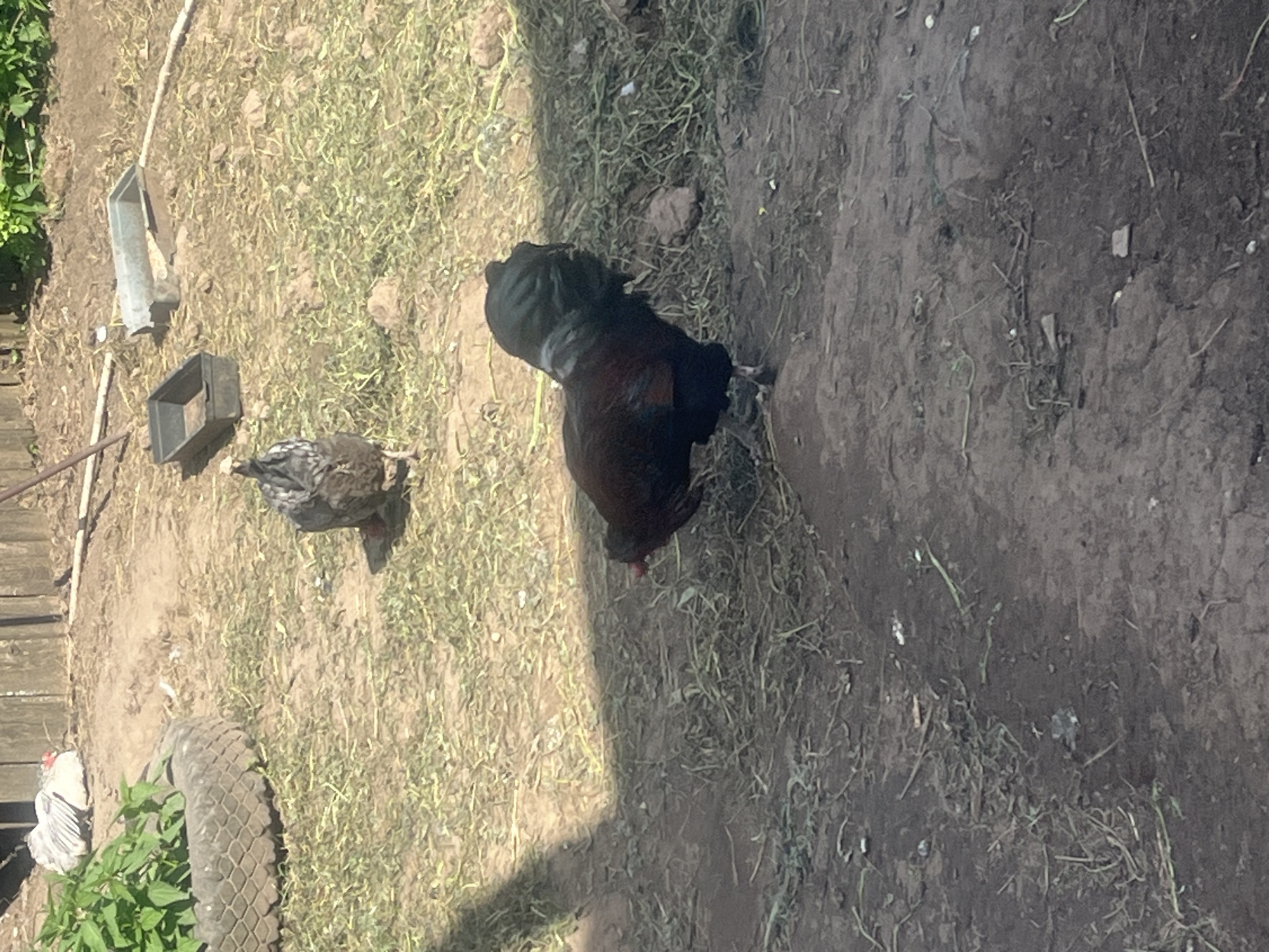 The image depicts an outdoor rural or semi-rural environment in Сосново, Russia, observed under bright daylight. The ground consists primarily of exposed dark earth with scattered patches of sparse, dry green and brown grass.
**Subjects:**
1. A dark-feathered chicken, appearing predominantly black or very dark brown, is positioned in the lower-center-left foreground. Its head is lowered towards the ground, indicative of foraging.
2. A second chicken, exhibiting lighter, possibly barred or speckled gray and white plumage, is located in the mid-ground, slightly to the left of the image center. This chicken is oriented away from the viewer, facing towards the upper background.
**Objects:**
1. In the upper-left quadrant, a single rubber tire serves as a planter, containing a cluster of vibrant green leafy vegetation.
2. In the mid-background, to the right of the lighter-colored chicken, two rectangular troughs are present on the ground. The trough on the left is dark and appears to be made of plastic, while the trough on the right is lighter, possibly metal, and shows signs of deformation or damage.
3. A weathered wooden plank fence extends horizontally across the upper background of the scene.
4. Various small pieces of organic and inorganic debris are scattered across the ground.
**Environmental Details:**
- A distinct, dark shadow originates from the upper-left and extends diagonally across the lower-center portion of the image, partially obscuring the ground around the foreground chicken, indicating direct sunlight from an overhead source.
- Additional green foliage is visible beyond the wooden fence in the far background.
- No human subjects are visible within the frame.