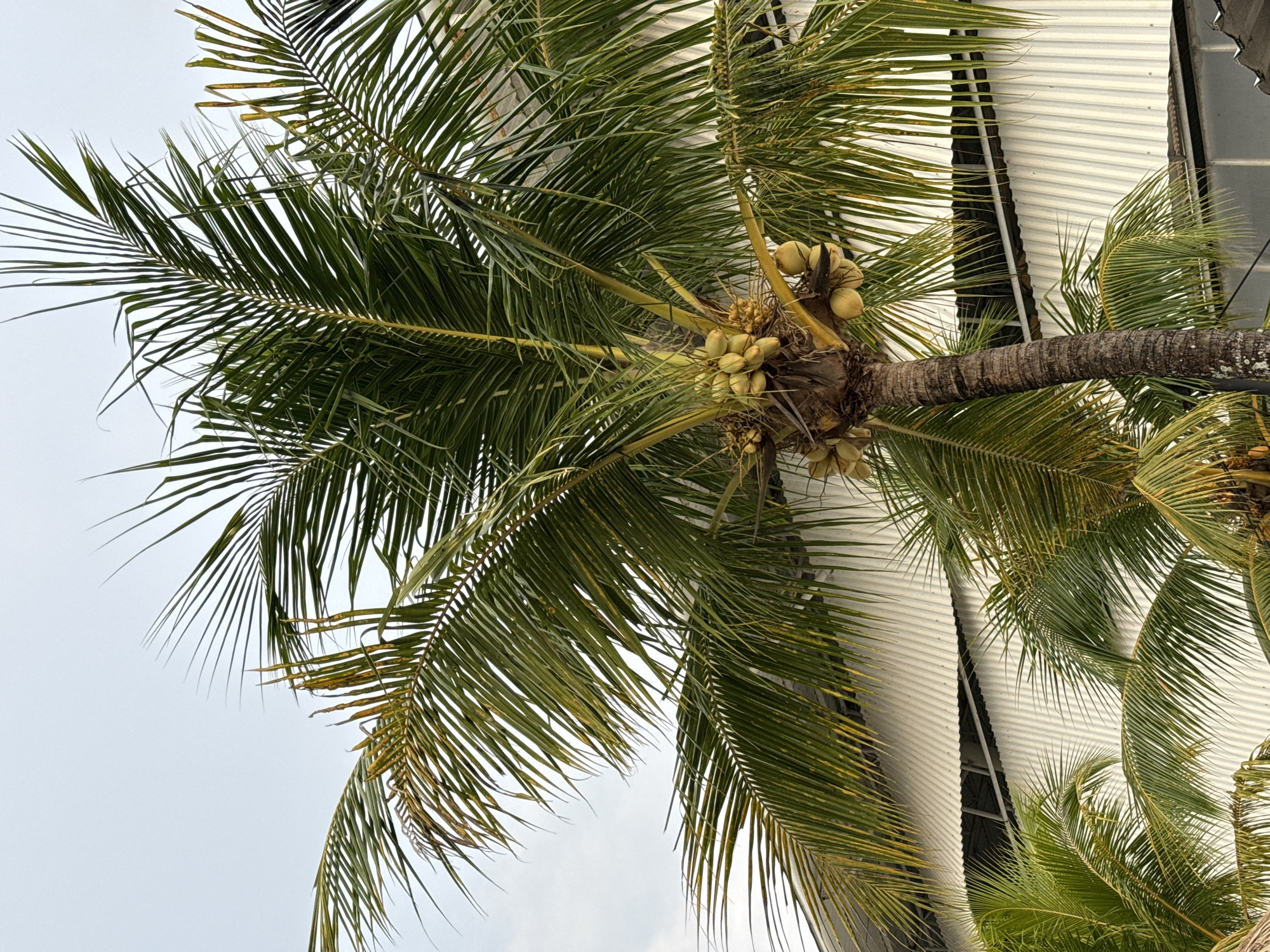 The image captures a palm tree laden with coconuts in Canggu, Indonesia. The palm's trunk is visible, branching out into numerous green fronds. Several clusters of green coconuts are attached to the trunk near the frond base. In the background, a building with white corrugated metal siding is partially visible. The sky is overcast.