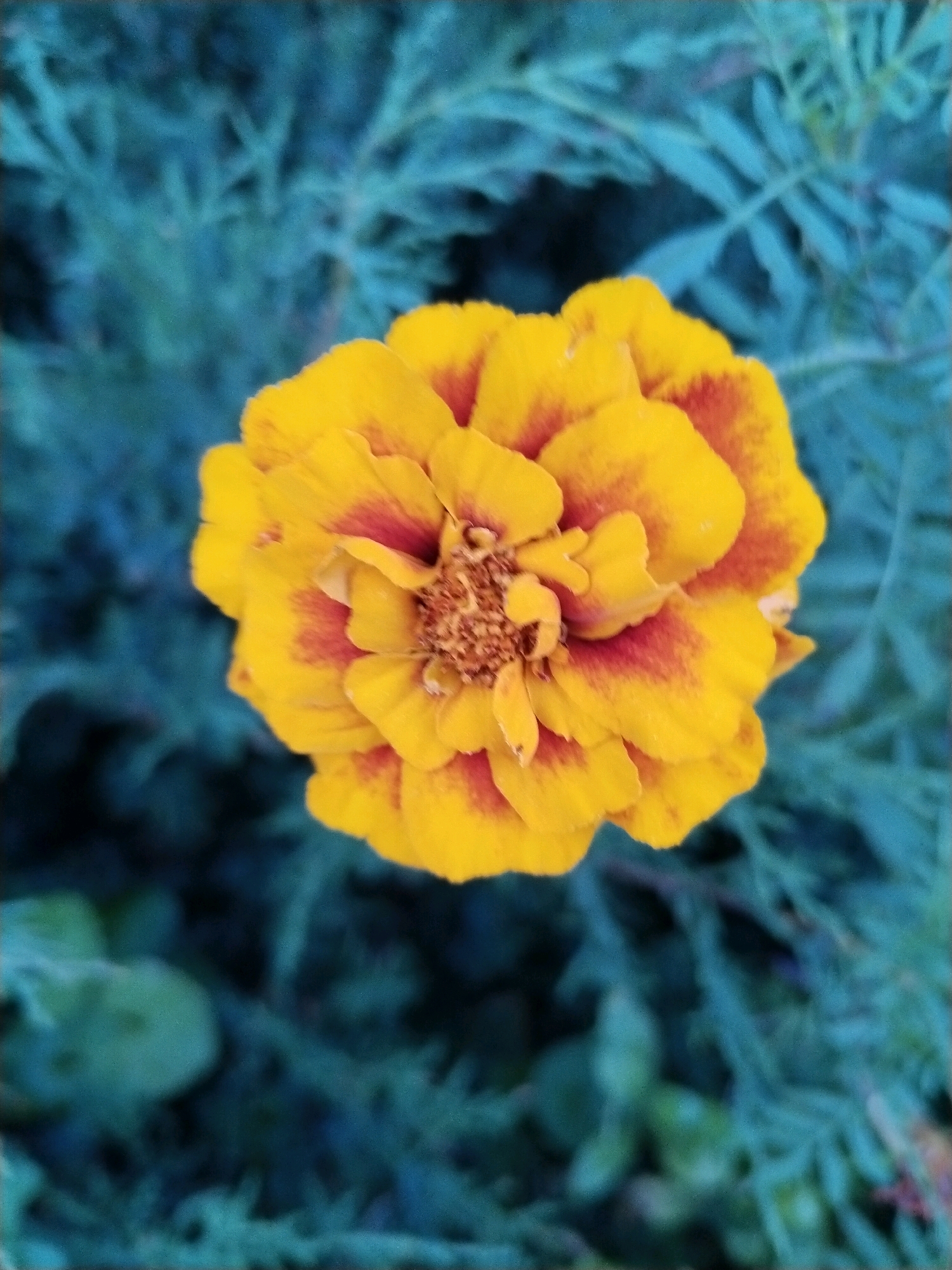 A single marigold flower, predominantly yellow with hints of red on its petals, is centered in the frame against a blurred, teal-green background of foliage. The flower is in full bloom, showcasing its layered petals and textured center. The focus is sharp on the flower, while the surrounding environment is out of focus, suggesting a close-up shot. The lighting appears natural, possibly from an overcast day, and illuminates the vibrant colors of the marigold. There are no people, buildings, or distinct landmarks visible. The scene suggests a natural outdoor setting, possibly a garden or park, but provides no specific information that could pinpoint a location within Hrodna, Belarus, or any other city.