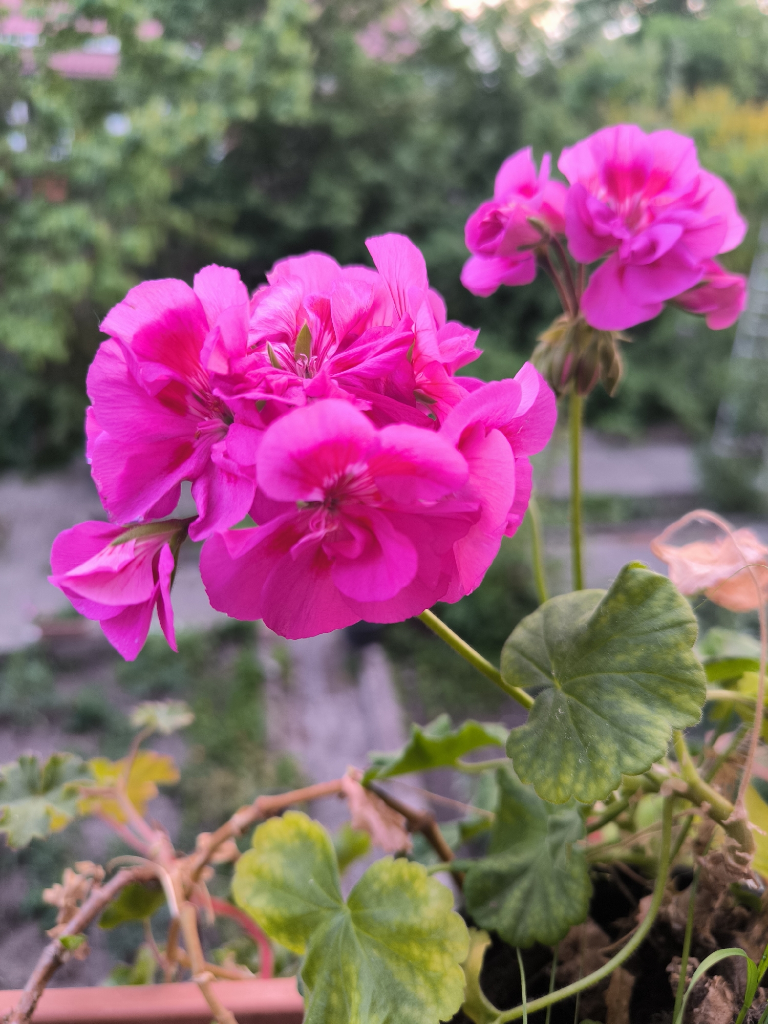 The scene is located in the city of Laskino, Russia. The image presents a close-up, vertical view of a flowering plant. The primary subject is a dense cluster of vibrant fuchsia-pink flowers, consistent with Pelargonium (geranium), positioned in the foreground and sharply in focus. Individual petals and central floral structures are discernable. A second, smaller cluster of similarly colored flowers appears blurred in the upper right background. Below the main flowers, several green, lobed leaves are visible, some exhibiting yellow discoloration and speckling. Stems, some appearing woody and dry, are also present. The bottom edge of the image shows a reddish-brown horizontal surface, indicative of a planter or railing. The background consists of a heavily blurred expanse of green foliage, suggesting an outdoor environment such as a garden or balcony. The lighting is soft and natural. No people are present, and no actions or interactions are depicted.