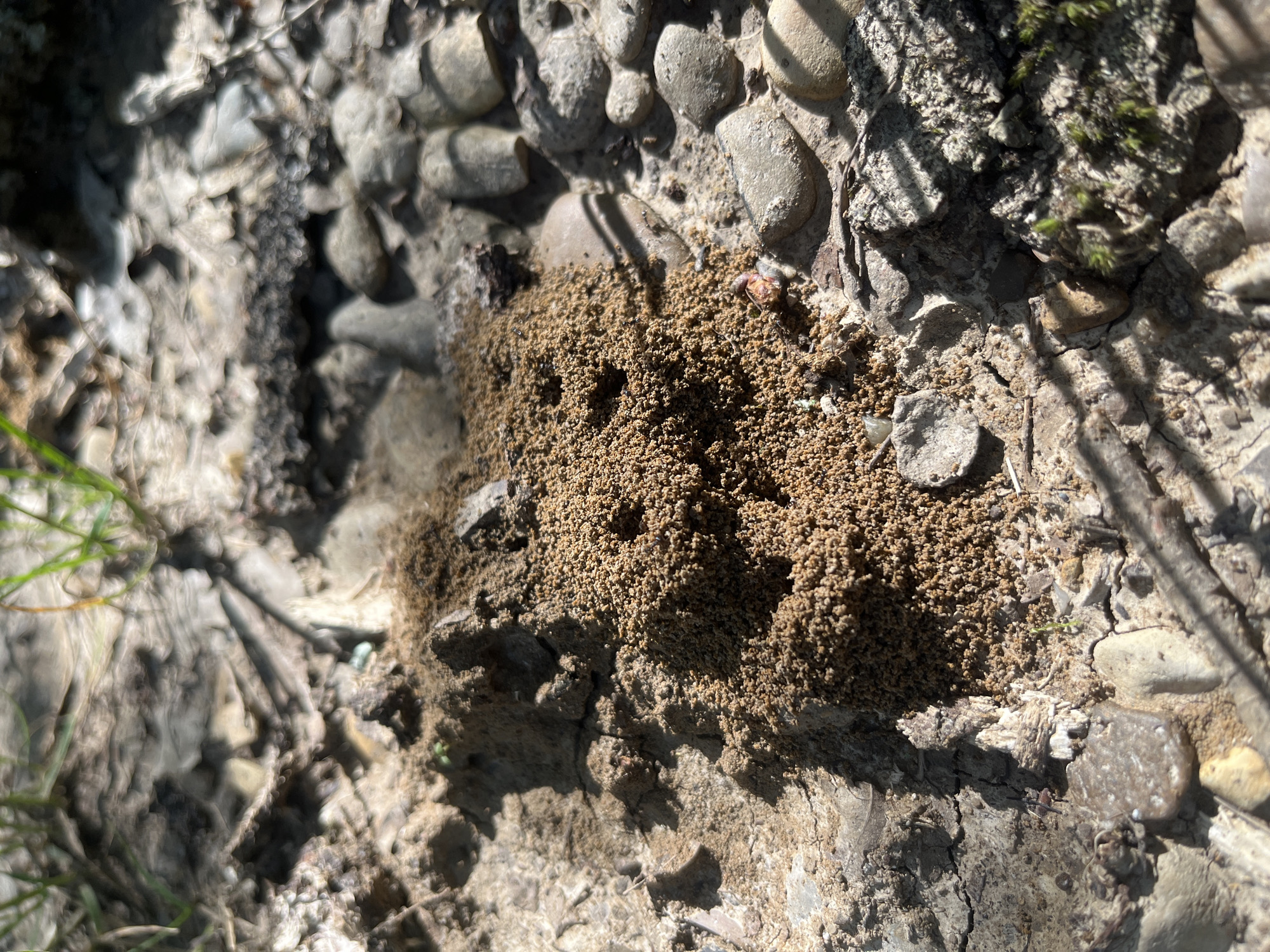 A close-up photograph shows an ant mound built from fine, light brown soil and dirt particles. The mound is located on a surface comprised of a mixture of pebbles, sand, and what appears to be dried mud or clay. The setting seems to be outdoors. Though the location is inferred to be Saratovskaya, Russia, based on the user's request, there's no concrete evidence to confirm this. There are no people depicted in the image. The only observed subject is the ant mound itself, set against the backdrop of natural materials. There are no discernable actions or interactions visible in the photo. The environment suggests a natural, possibly slightly disturbed, terrestrial setting.