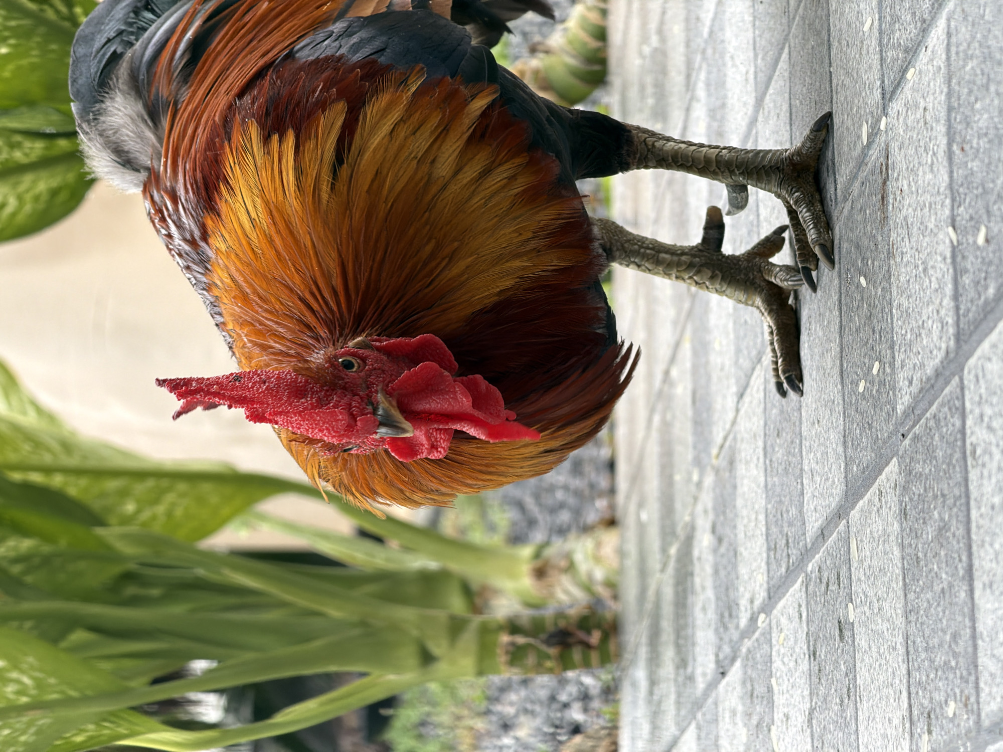 A close-up, high-angle shot captures a vibrantly colored rooster standing on a tiled surface, likely outdoors in a tropical setting. The rooster's head is tilted down, with its bright red comb and wattles prominently displayed. Its neck and back are adorned with a mix of fiery orange, deep red, and dark grey feathers, creating a striking contrast. Its sharp, clawed feet are visible, gripping the light grey rectangular tiles, which are arranged in a grid pattern.
In the background, out of focus, are lush green foliage and hints of darker greenery, suggesting a garden or natural environment. The lighting appears bright, indicating it is daytime, and the overall scene suggests a warm climate, consistent with the specified location of Ko Samui District, Thailand. There is no text visible in the image. The image's orientation is rotated 90 degrees clockwise, with the rooster's head appearing on the left side of the frame.