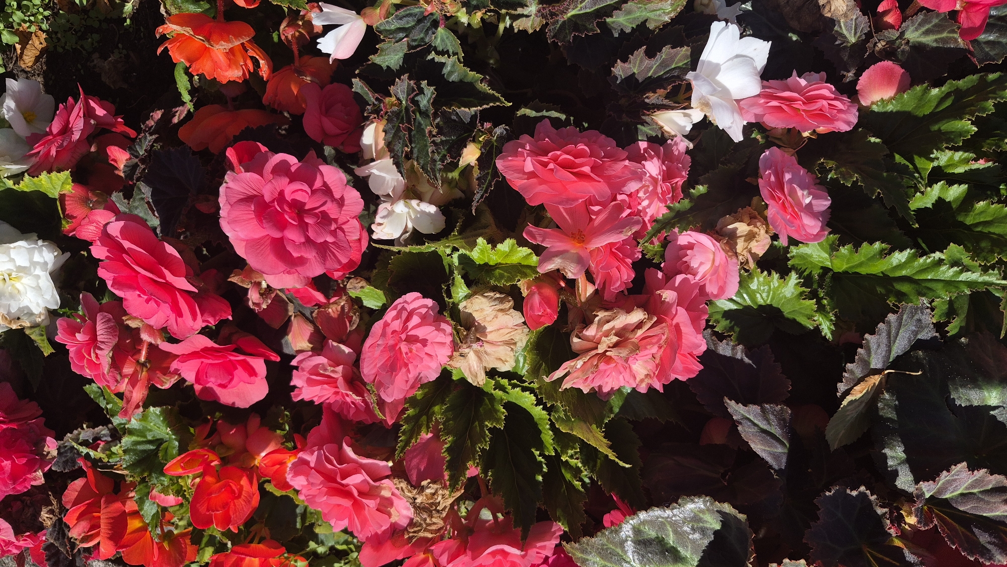 A close-up, overhead view captures a vibrant arrangement of begonia flowers and foliage. The blooms display a range of colors, including bright pink, deep red, and a few white blossoms, some with ruffled petals. The leaves are a mix of deep green and dark, reddish-purple, with serrated edges. Sunlight casts shadows across the plants, highlighting textures and creating a sense of depth. The image appears to be taken in an outdoor setting, likely a garden or planter. There is no indication of the specific location within Daugavpils, Latvia.