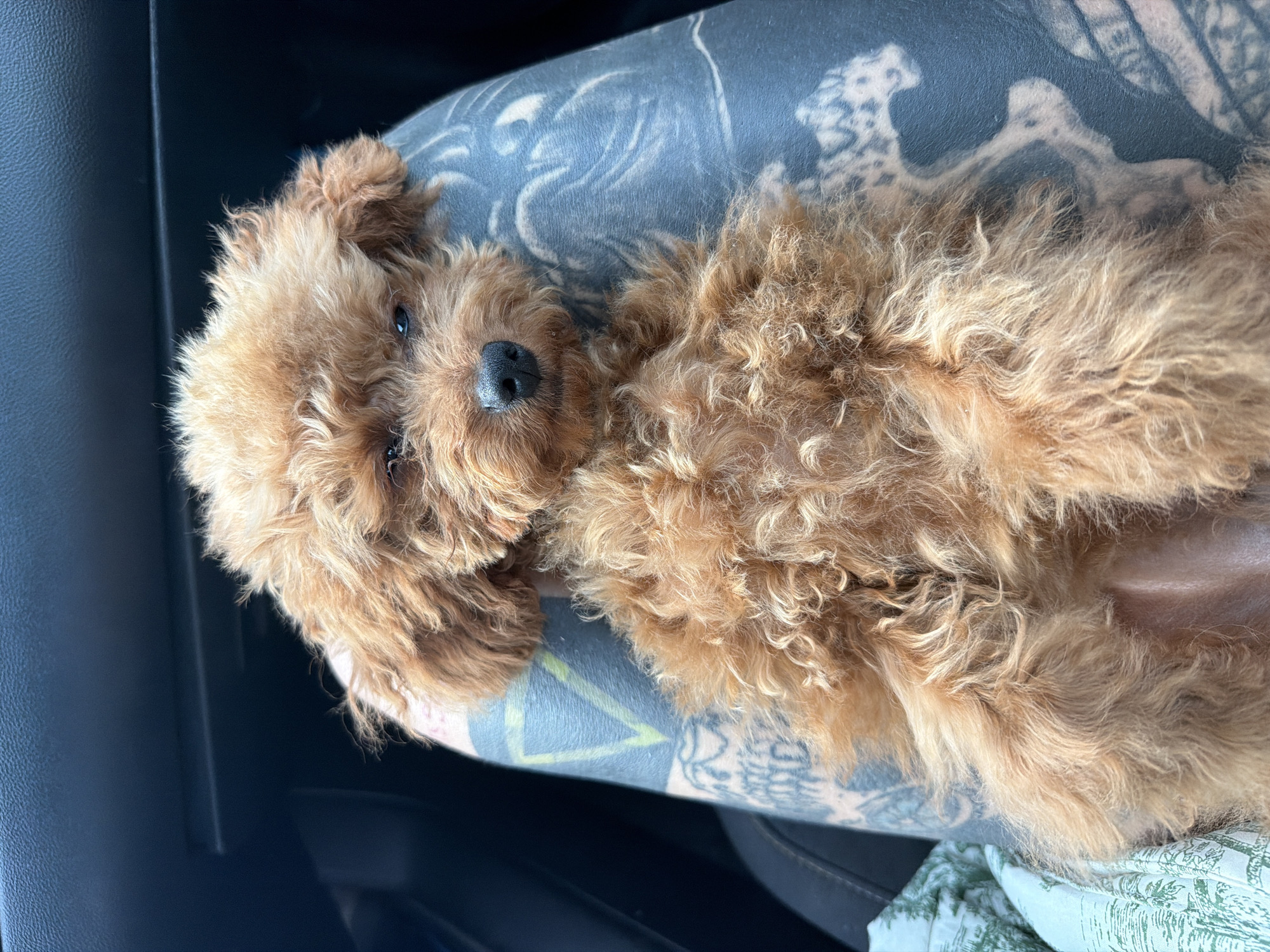A small, fluffy, brown dog with curly fur is the central subject of the image, resting on its back or side. The dog, possibly a poodle or doodle, has dark eyes and a black nose, looking gently towards the camera with a relaxed expression. It appears to be lying on a person's lap or arm, which is heavily tattooed with intricate dark patterns.
The setting appears to be inside a vehicle, with parts of a dark car interior visible on the left and upper left side of the frame. A glimpse of a light-colored fabric with a green pattern, possibly a blanket or cushion, can be seen at the bottom right. The natural lighting suggests it is daytime. The dog's comfortable posture indicates it is either sleeping or resting peacefully. No text is visible within the image. The scene takes place within the context of Monopoli, Italy.
