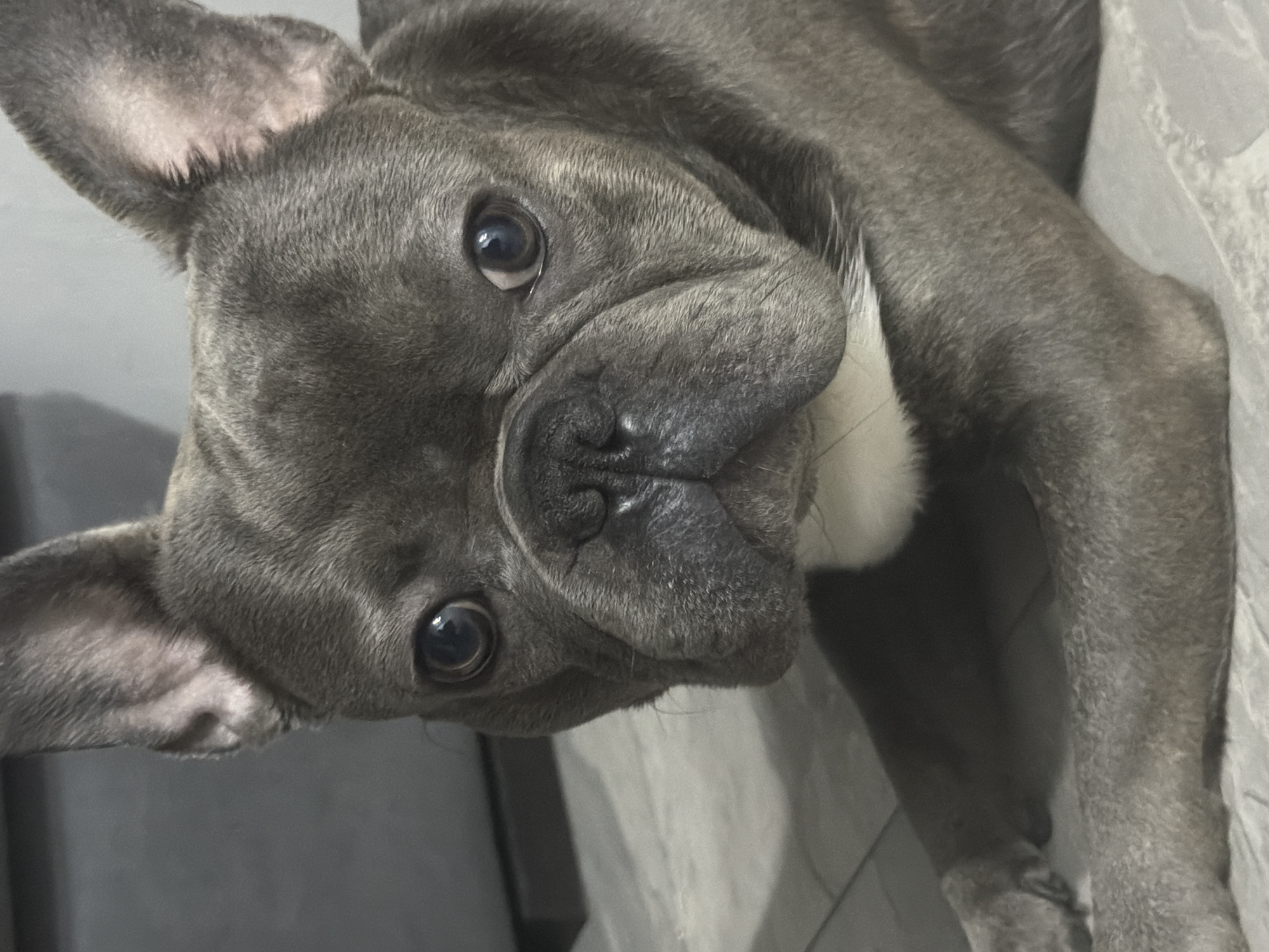 A close-up, eye-level shot shows the head and front paws of a gray French bulldog. The dog's large, dark eyes are centered in the frame, looking directly at the camera. Its ears are erect and prominent, characteristic of the breed. A small patch of white fur is visible on its chest, beneath its chin. The dog is lying down, with its front legs extended forward and resting on a light-colored, textured surface that appears to be a floor or rug. The background is a dark, neutral color, suggesting an indoor environment. The lighting is soft and appears to be coming from the front, illuminating the dog's face. There are no visible humans or other animals in the image. The image was captured in Ruse, Bulgaria.