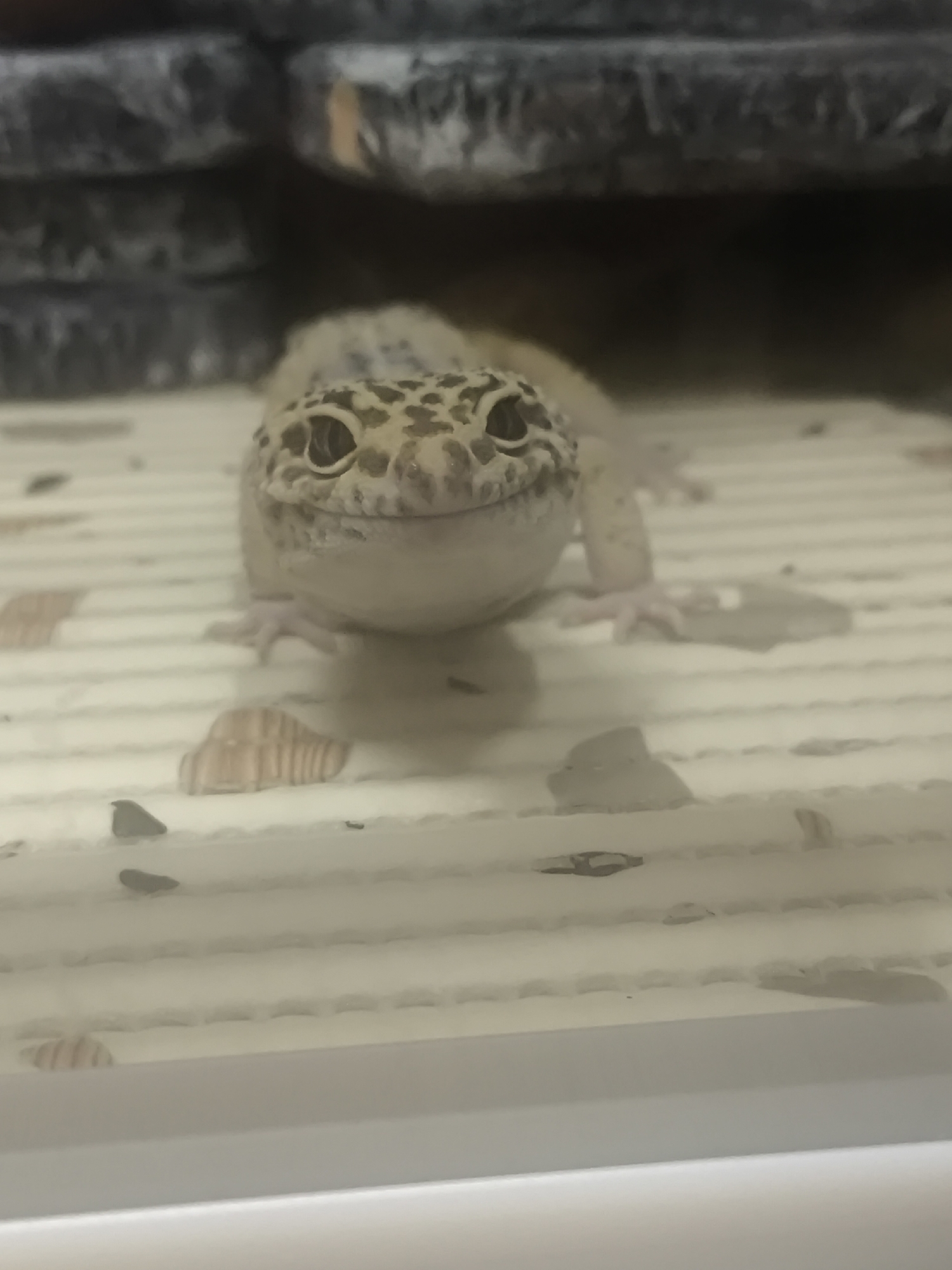 A tan leopard gecko with brown spots is centered in the frame, facing the camera. It is positioned on a white, textured surface with some organic debris. Behind the gecko is a gray, stacked stone-like structure, possibly a terrarium decoration. The image does not provide information about the city of Chaikovsky, Russia.