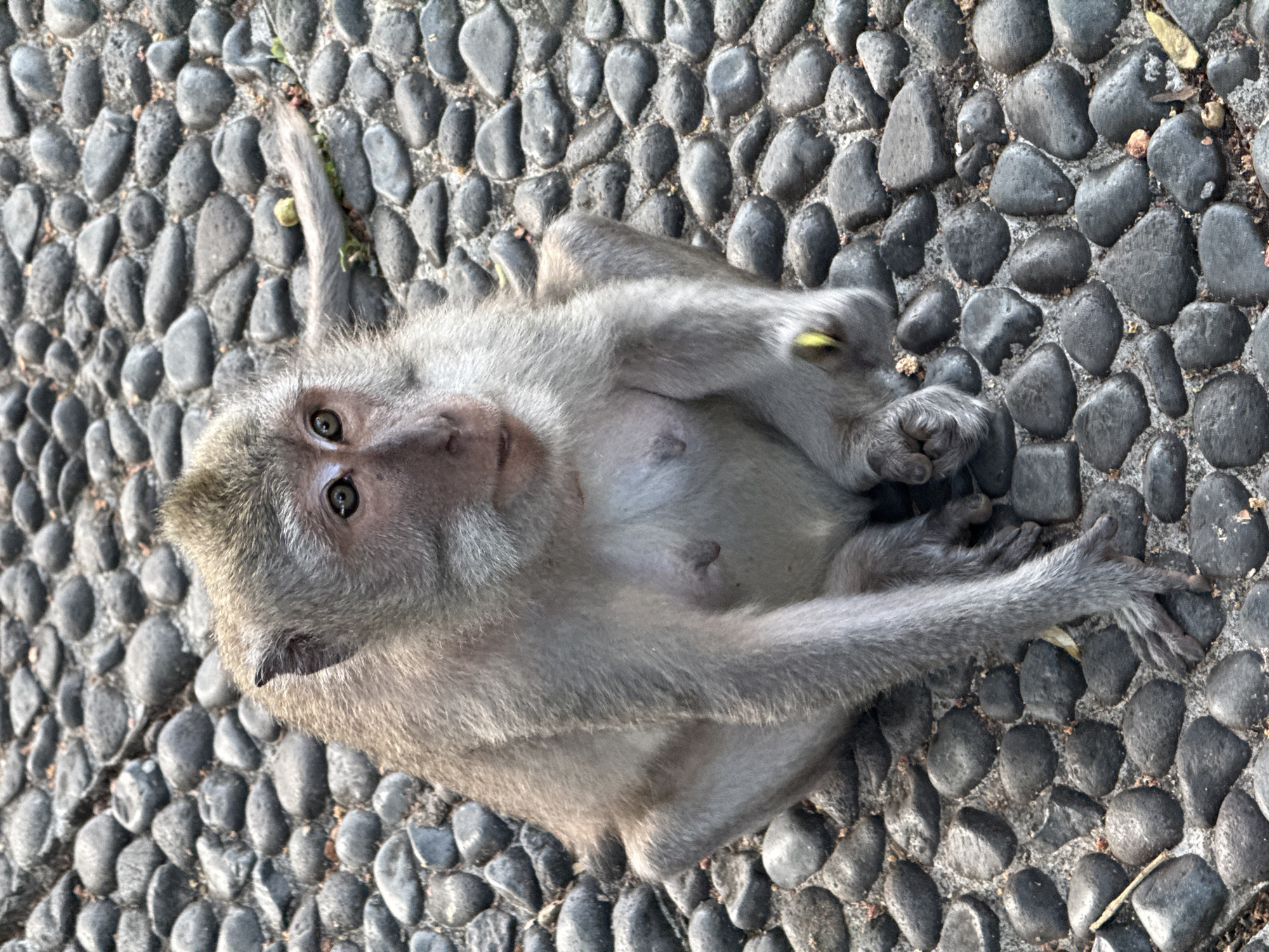 A macaque monkey sits on a cobblestone ground. The monkey has grey fur and is looking to the right. Its left hand is raised, and it appears to be holding something yellow. The monkey's tail is curved behind it. The ground is made of dark grey cobblestones of varying sizes, with some sand visible between them. The scene is outdoors, likely in a public area given the cobblestone paving. This image could have been taken in a park or temple in Kuta Selatan, Indonesia, where macaque monkeys are common.