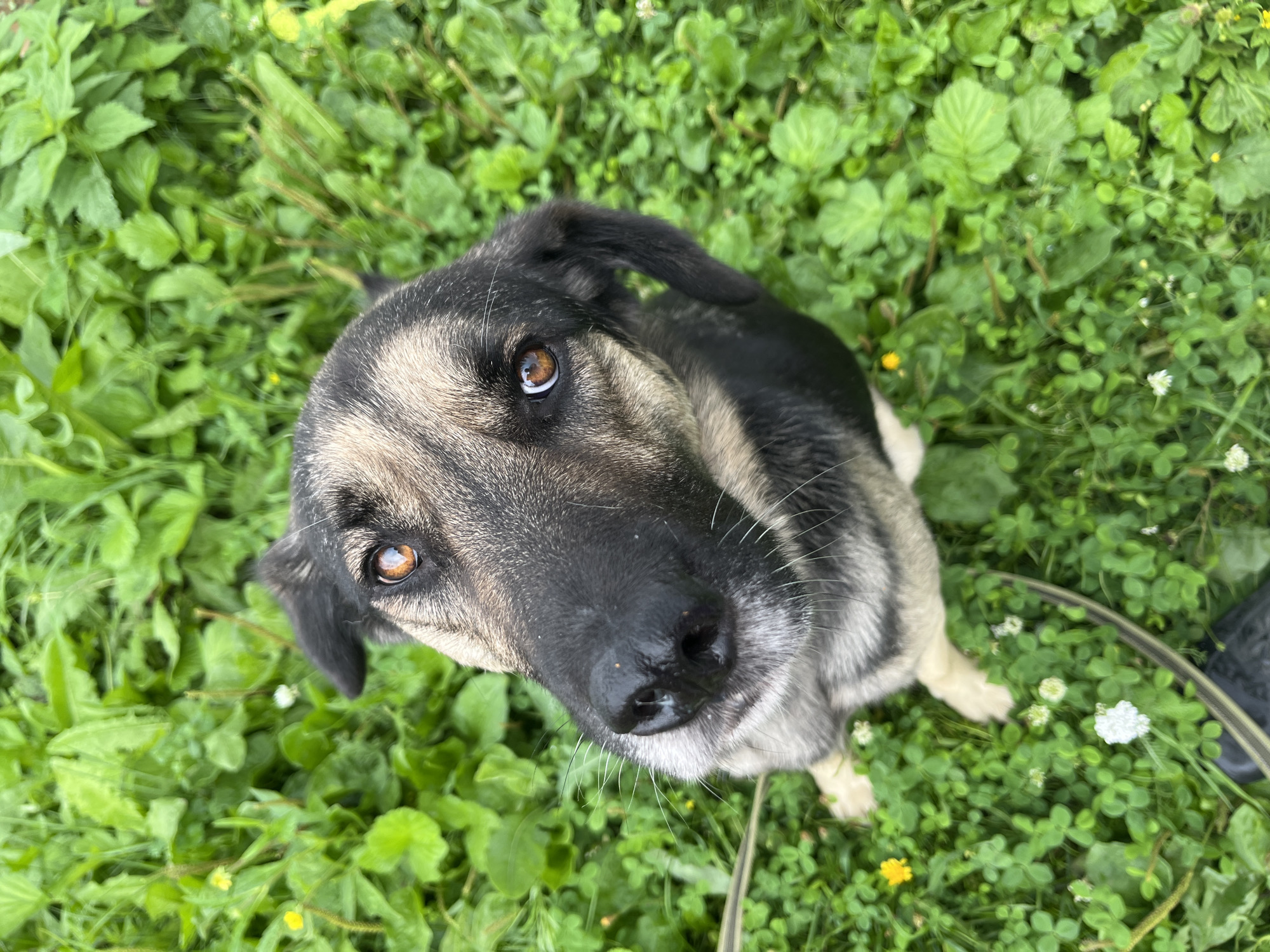 An overhead shot shows a German Shepherd mix dog sitting on lush green grass. The dog's head is tilted upwards, looking directly at the camera with alert, amber eyes. Its fur is a mix of black, tan, and grey. The grass is thick with clover and some small yellow and white flowers scattered throughout. A leash is partially visible extending from the dog's left side. The scene appears to be outdoors, possibly in a park or a natural area within the city of Nizhny Tagil, Russia. The lighting suggests it is daytime, with natural light illuminating the scene.