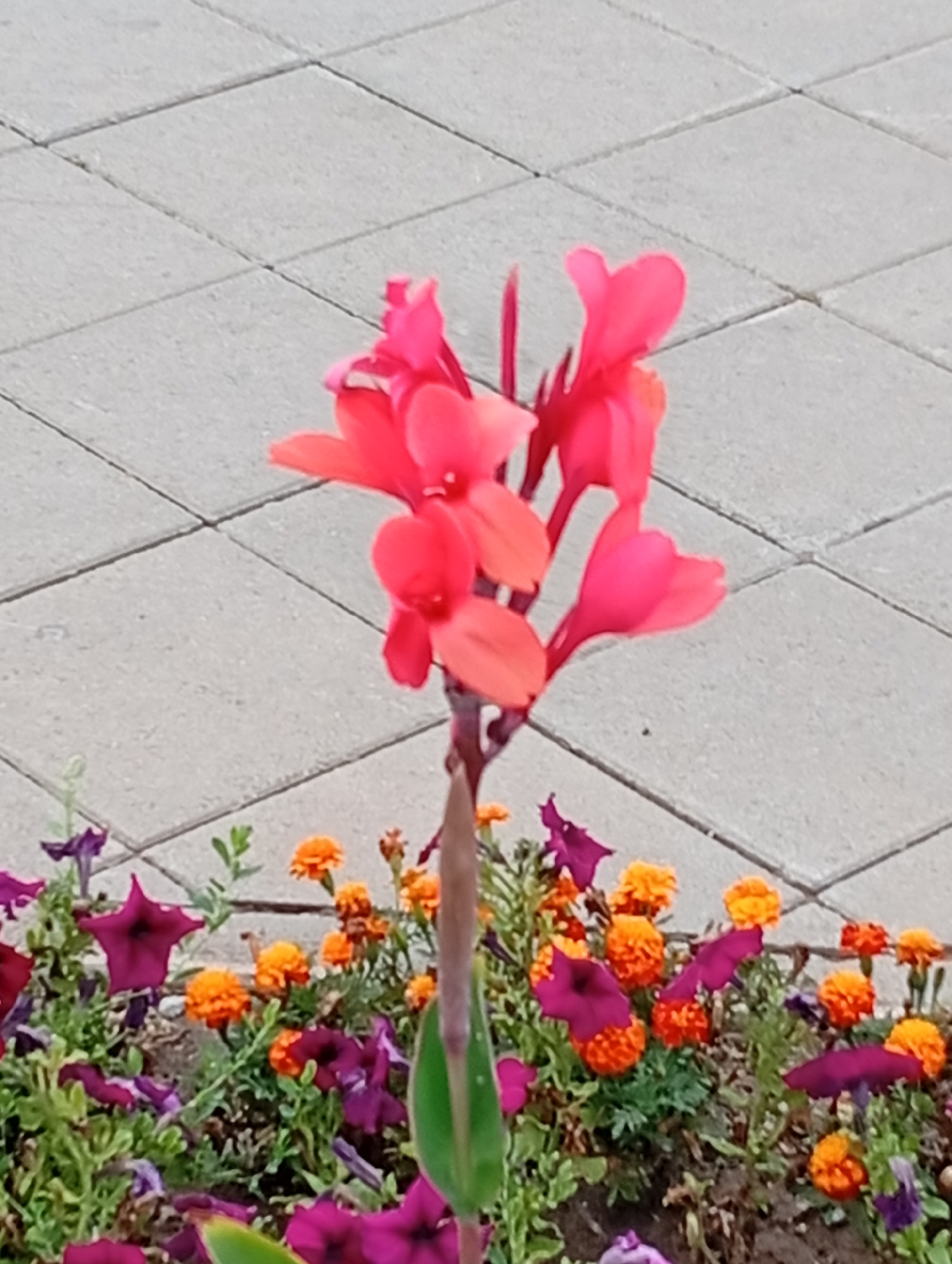 The image shows a close-up of a vibrant red canna lily flower in bloom, positioned slightly off-center to the right. The flower is a deep, saturated red with multiple petals unfurled. The stem and a portion of a green leaf are visible beneath the blossoms. In the background, a textured surface of light gray paving stones is clearly depicted, arranged in a repeating diamond pattern. Below the flowers, a variety of smaller, colorful plants are visible. These include small, bright orange marigold-like flowers and deep purple petunia-like flowers, interspersed with green foliage. The ground appears to be soil. The scene is outdoors, and the lighting suggests it is daytime. There are no people or animals present in the image. The image is likely taken in a garden or public park setting.