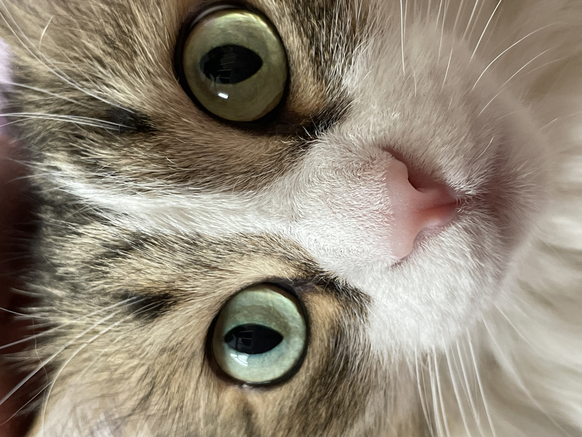 The image is a close-up, slightly angled view of a cat's face. The cat has green eyes with a visible light reflection in each. The fur around the eyes is a mix of brown, white, and tan. The cat's nose is pink, and white whiskers are visible. No elements of Izhevsk, Russia, or any other location can be identified.