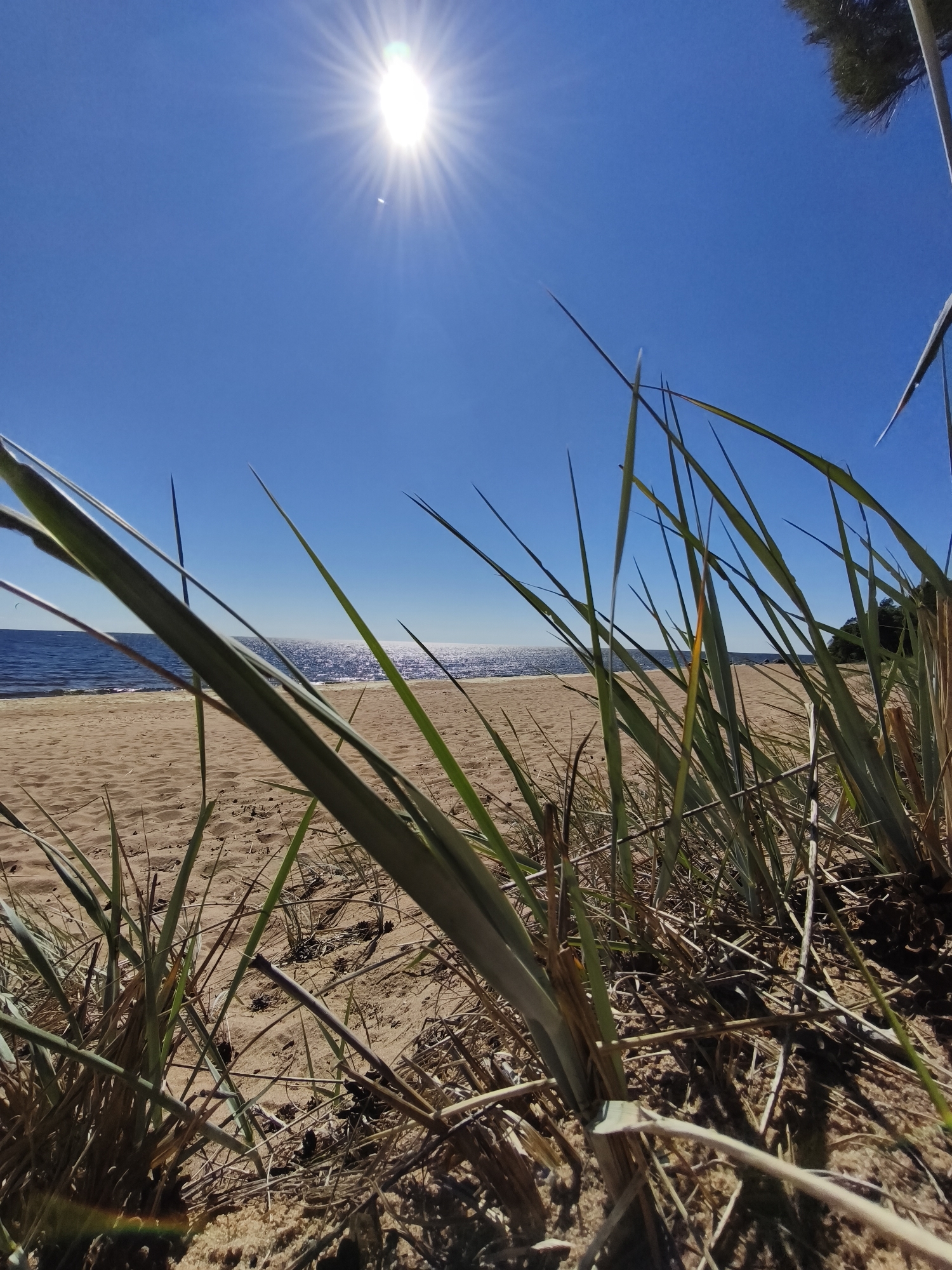 The media file depicts a close-up, low-angle view of beach grass on a sunny day. The foreground is dominated by blades of green and dry grass, with some sand and dry plant debris visible. In the midground, a calm body of water, likely a lake or sea, stretches to the horizon, its surface shimmering with reflected sunlight. The water is a deep blue, contrasting with the pale, sandy beach. The sky is a vibrant, cloudless blue, with a bright sun positioned in the upper left quadrant, casting a strong glare and lens flare. In the distance, a dark, tree-covered shoreline is visible on the right. The overall impression is one of a serene and bright summer day at a coastal or lakeside location in Zelenaya Roshcha, Russia. There is no text visible in the media file.