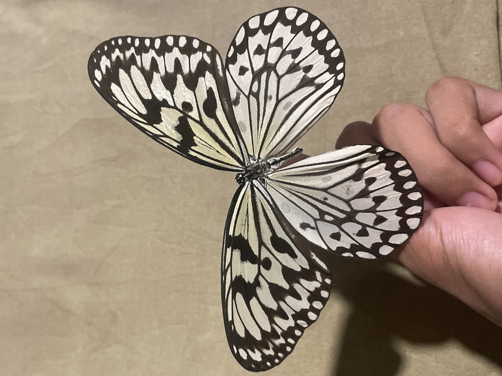 A butterfly with black and white patterned wings is held by a person's hand. The butterfly's wings are spread open. The background is a textured, light brown surface. The image was taken in Davao City, Philippines.