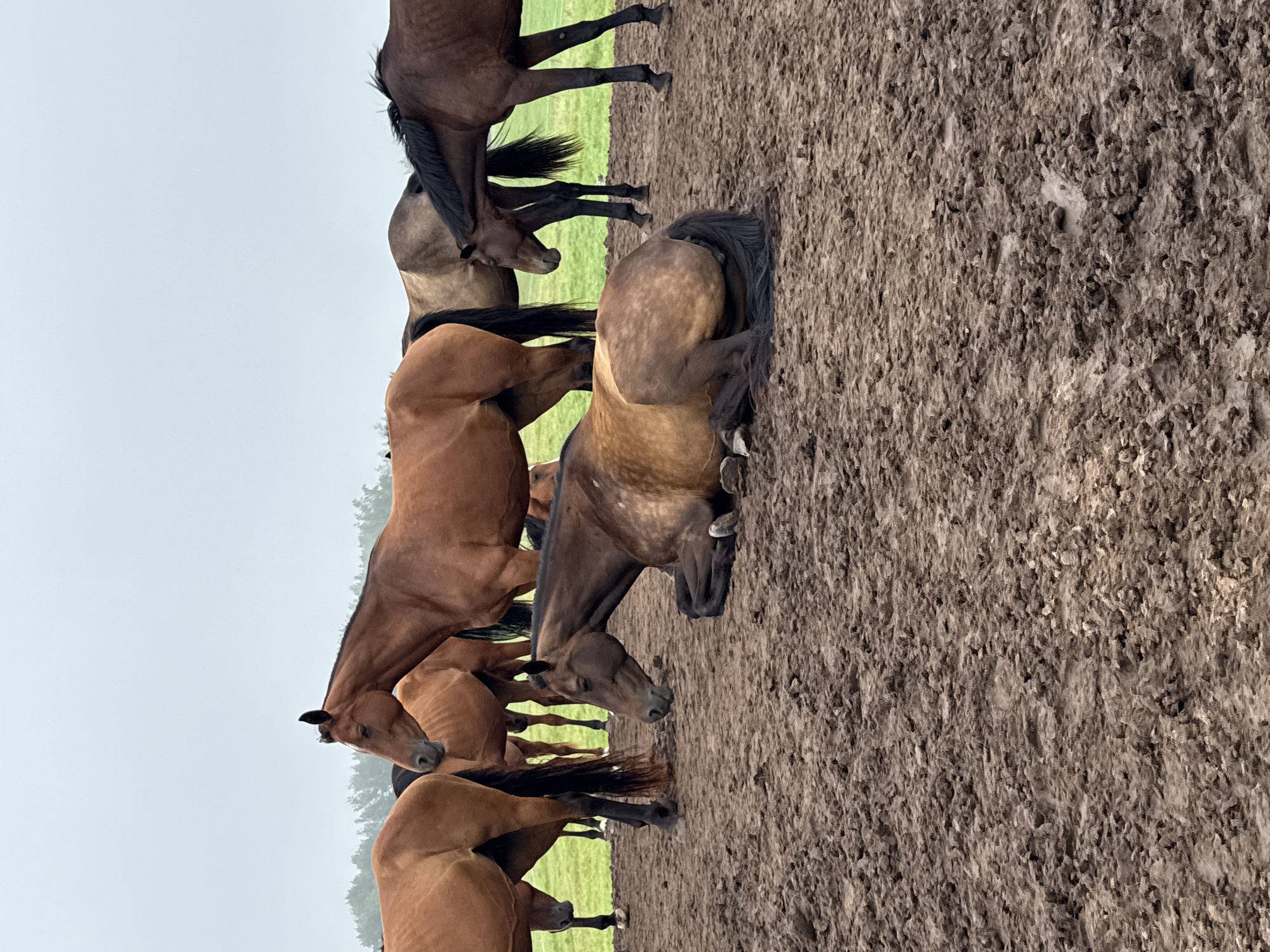 The image depicts a group of horses in a muddy, outdoor environment, possibly a farm or pasture, under an overcast sky. The scene is located in Galinė, Lithuania. In the foreground, a dark brown and tan horse is lying down in the mud, resting. Behind it, several other horses of varying brown shades are standing, some interacting closely. The ground is saturated with mud, with some patches of green grass visible in the background, suggesting recent rainfall or a naturally wet area. The overall atmosphere is somber and natural, with the horses appearing relaxed or watchful in their muddy enclosure.