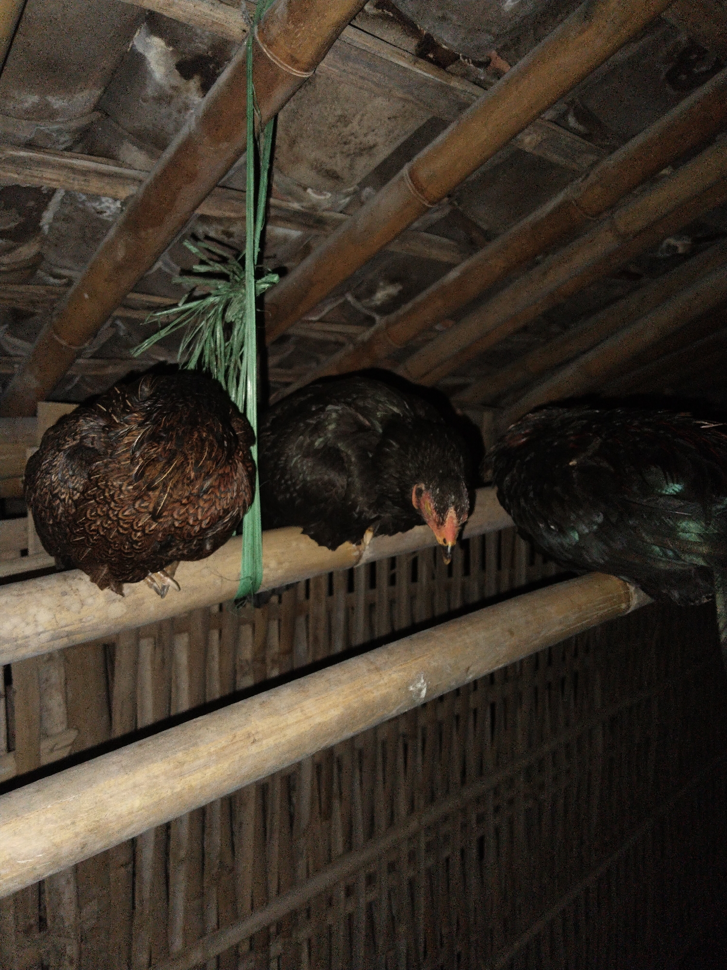 Three chickens are perched on bamboo poles in what appears to be a rustic coop or shelter. The overall scene is dark, suggesting it is nighttime.
On the left, a brown chicken with patterned feathers is curled up, facing away from the viewer. Its feet are visible gripping the bamboo perch. In the middle, a black chicken is facing forward, with its head slightly down, showcasing a reddish-orange comb and wattle. To its right, another black chicken is also perched, its back visible, showing iridescent green and purple sheen on its feathers.
The chickens are resting on multiple parallel bamboo poles that serve as perches. Above them, more bamboo poles form part of the ceiling structure, with what looks like interwoven material or rough planks between them. A green plastic string or rope hangs down between the first two chickens, tied to an overhead bamboo beam. The background features a blurred wall or fencing also constructed from vertical bamboo slats. No text is visible in the image.