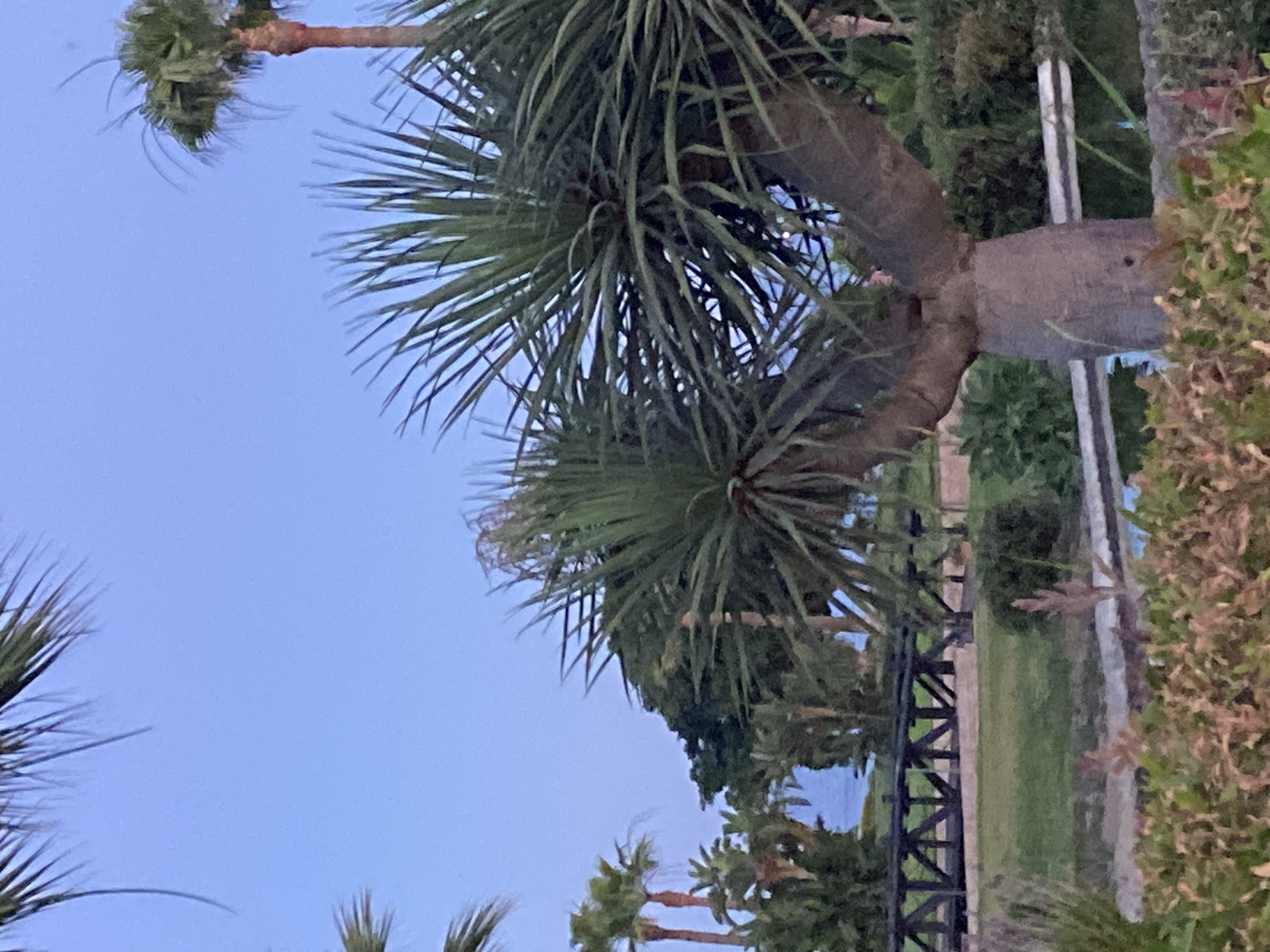 An outdoor scene at dusk with a clear blue sky. In the foreground, there is a thick, woody tree trunk with two thick branches extending upwards. The trunk is grey and textured, and the branches are covered in spiky, dark green leaves. In the middle ground, there is a rustic wooden bridge with a zigzag pattern in its railing. Beyond the bridge, there is a lush green lawn and various trees, including palm trees. In the background, a sliver of blue water, presumably the sea, is visible. The overall atmosphere is peaceful and tropical. This scene is likely located in Estepona, Spain, known for its beautiful beaches and Mediterranean climate.
