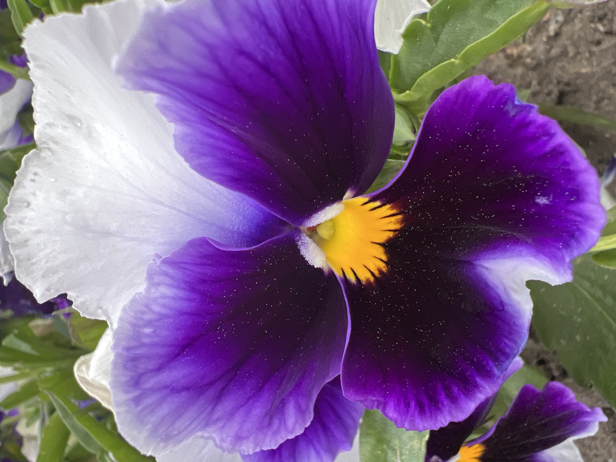 A close-up shot depicts a viola flower, primarily white and purple, with a yellow center. The flower features five petals, with one prominently white on the left and the remaining primarily purple. The purple petals are marked with tiny, scattered black specks. The yellow center is characterized by dark striations. The flower is set against a backdrop of green leaves. The location and specific details regarding the city of Krasnodar, Russia, cannot be determined from the image.