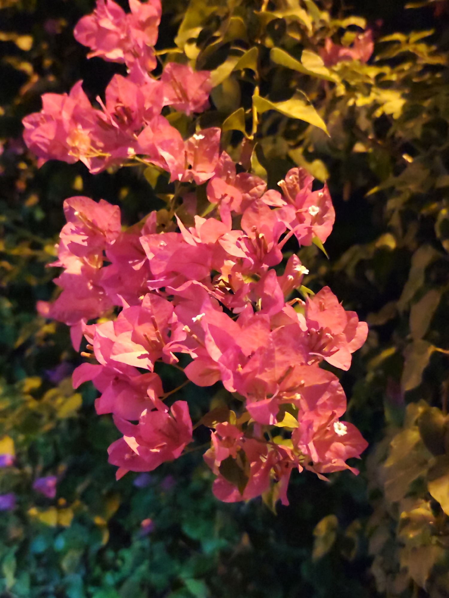 A close-up, vertical shot captures a cluster of vibrant pink bougainvillea flowers against a dark, leafy background. The lighting suggests it is nighttime, with artificial illumination highlighting the delicate petals and casting soft shadows. The flowers are in full bloom, with numerous papery bracts forming intricate, layered arrangements. The background consists of out-of-focus greenery, with hints of yellow and purple that could be other plants or reflections. The image appears to be taken in a natural or garden setting, possibly outdoors in an urban environment like Nha Trang, Vietnam, where bougainvillea is a common ornamental plant. There are no people or discernible actions in the frame.
