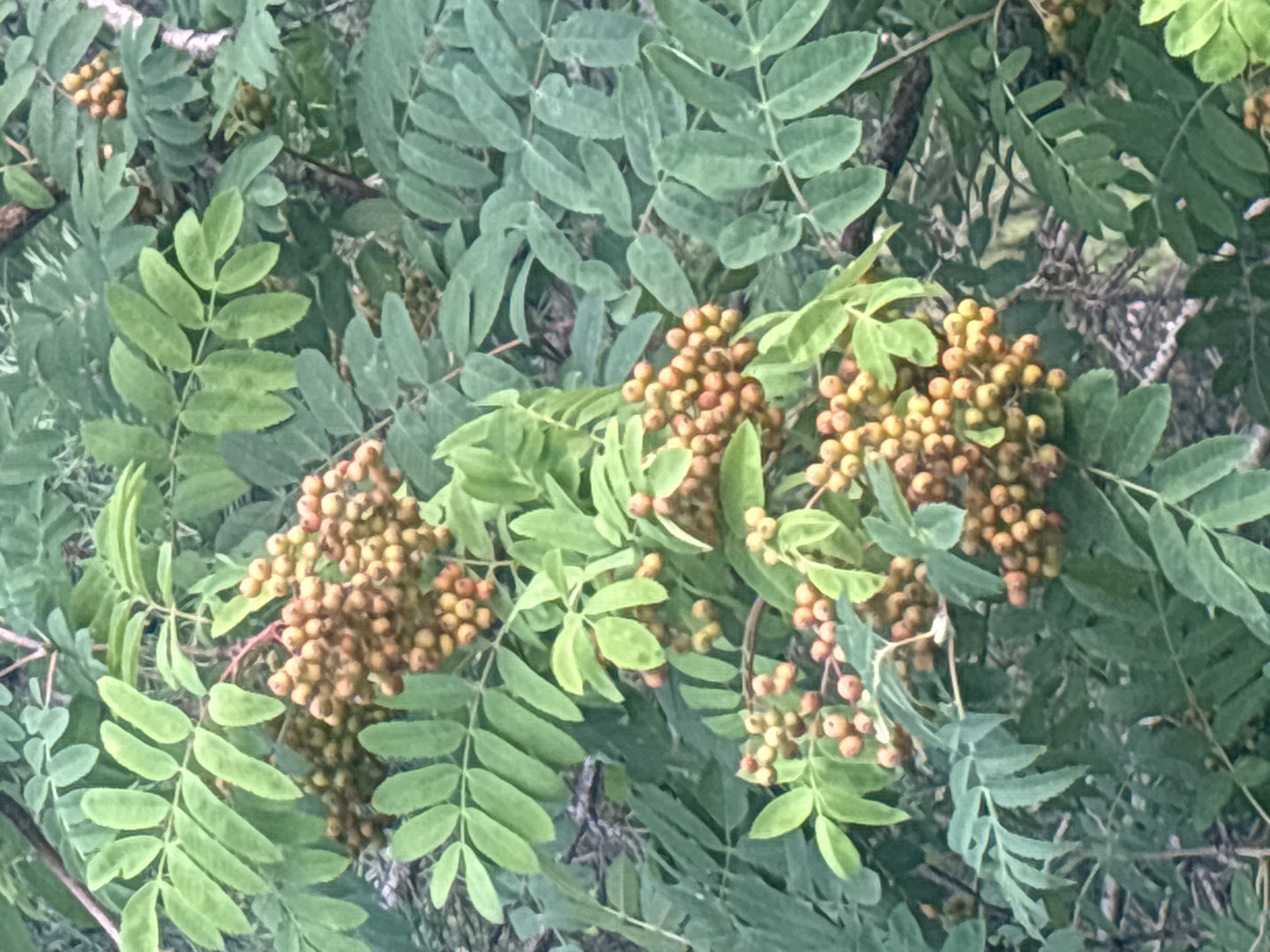 This media file depicts a close-up, outdoor shot of a Rowan tree (Sorbus aucuparia) in Novokuybyshevsk, Russia. The image is dominated by the lush, green foliage of the tree, interspersed with clusters of developing berries. The berries are small and round, displaying a range of colors from pale yellow-green to a warmer orange-red, indicating they are in various stages of ripening. They are clustered in dense bunches, weighing down the stems. The leaves are pinnately compound, with multiple small, elongated leaflets arranged along a central stem. The overall impression is one of natural abundance and the transition of seasons, likely late summer or early autumn given the berry development. The lighting appears soft and diffused, suggesting an overcast day or perhaps early morning or late afternoon. There are no people, specific objects, or text visible in the image, focusing solely on the botanical subject. The setting is natural, likely a park, garden, or wild area where Rowan trees are common.