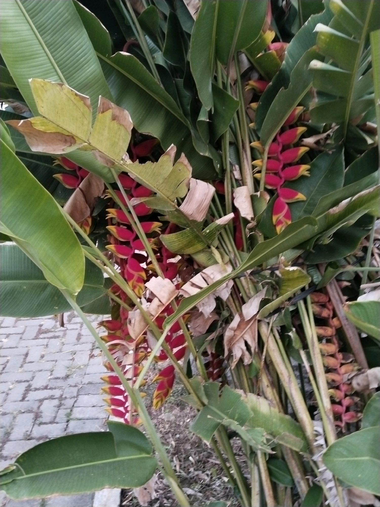The image shows a close-up of a cluster of red and yellow Heliconia flowers, also known as lobster claws, growing on a plant. The flowers are arranged in a pendulous manner, with bright red bracts tipped with yellow. Large, green leaves of the plant surround the flowers. In the background, a paved walkway made of grey interlocking bricks is visible, with some dry leaves and soil on the ground. The scene appears to be outdoors, possibly in a garden or park. The image has a shallow depth of field, with the flowers and surrounding leaves being in sharp focus, while the background is slightly blurred. This photograph was taken in Sangkanjaya, Indonesia.
