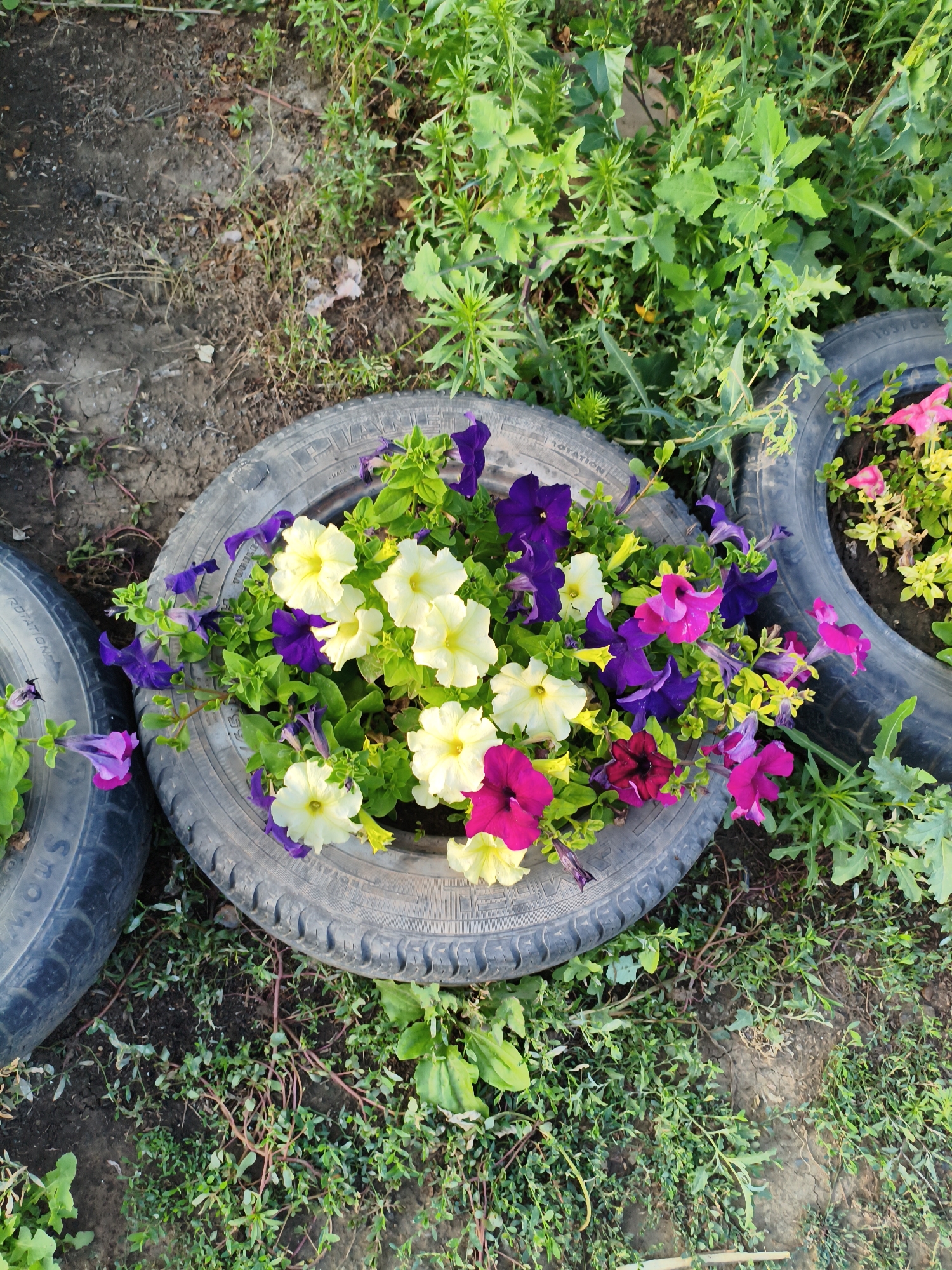 This is a medium-angle shot of a garden bed repurposed from old tires. In the foreground, a large black tire serves as a planter, overflowing with a vibrant assortment of petunias. The flowers are a mix of colors, including bright yellow, deep purple, fuchsia, and a dark reddish-purple. Green foliage serves as a backdrop and fills the spaces between the blooms. To the left and right of the main planter, portions of other tires are visible, also appearing to be used as planters or borders for garden areas.
The tires are placed on the ground, surrounded by dry, cracked earth and patches of green grass and weeds. The overall scene suggests an outdoor, possibly rural or semi-rural setting. The lighting indicates it is daytime, with the sun casting some shadows and highlighting the colors of the flowers. The weather appears to be fair. There is no visible activity or people in the image.
Visible text on the tires includes "ROTATION" and other partially obscured tire markings on the left tire. The main planter tire has some faint, unreadable text. The location context provided is Ақсуат ауылдық округі, Kazakhstan.