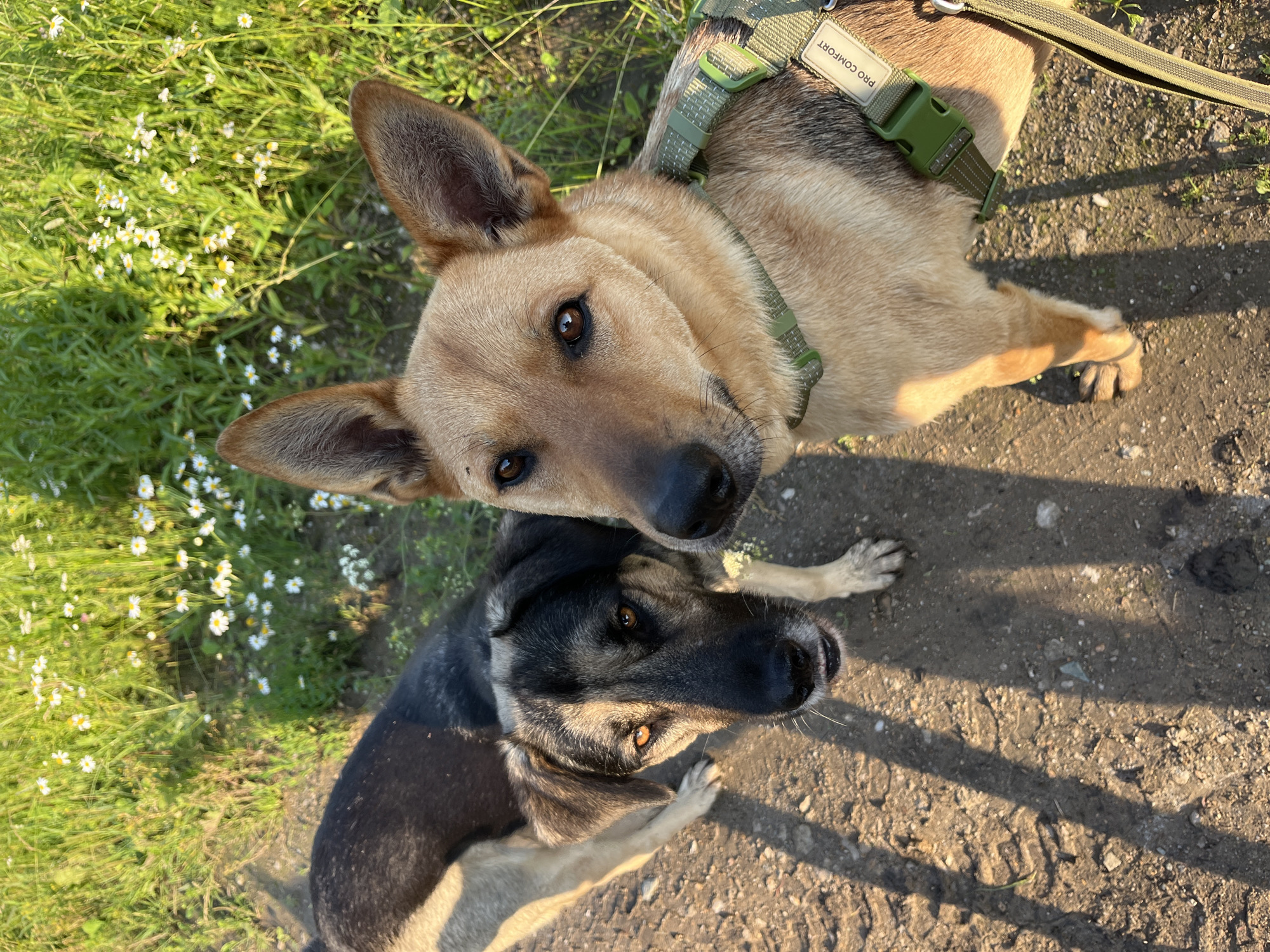 The image shows two dogs on a path with green grass and small white flowers to the left. The dog in the foreground, with a black and tan coat, is looking up and to the right. Its ears are perked, and its tail is not visible. The second dog, with a lighter brown coat, is positioned above and behind the first dog, also looking up. This dog is wearing a green harness with the text "PRO COMFORT" visible on a label. The lighting suggests it is late afternoon or early evening, with long shadows cast across the dirt path. The overall mood is peaceful, with the dogs appearing curious and alert. The scene is outdoors, likely in a rural or park-like setting.