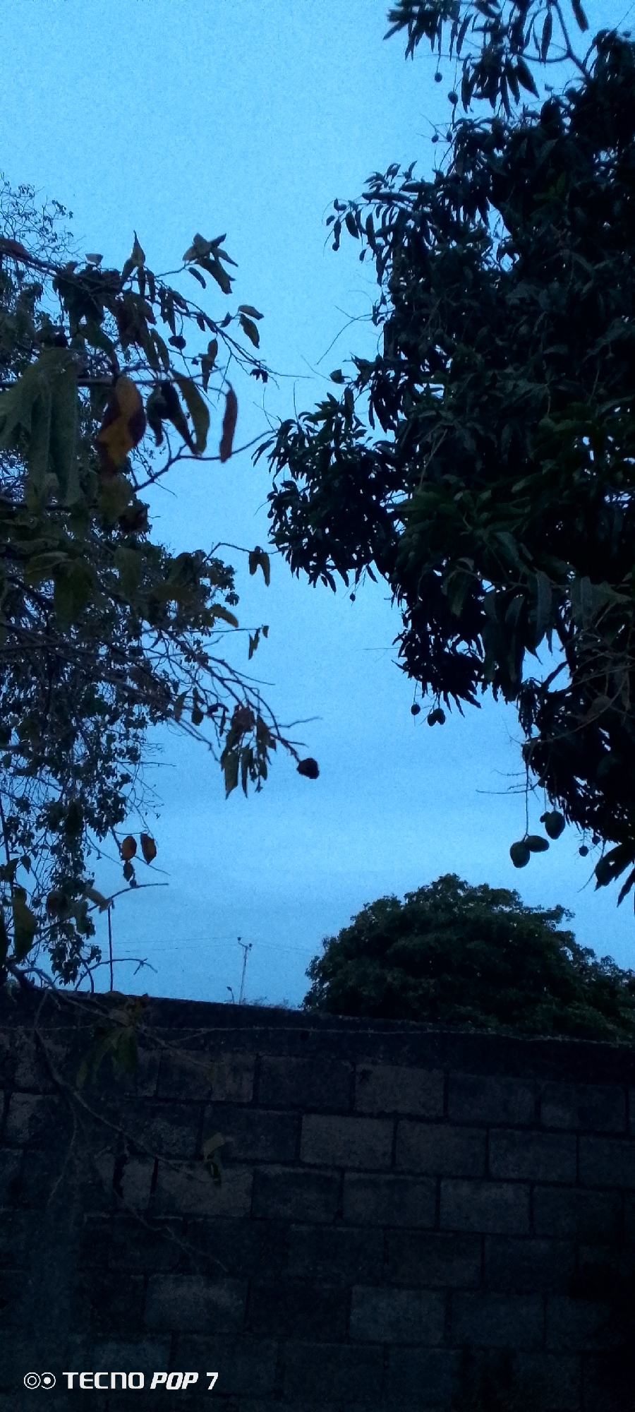 The image depicts a low-angle view of a brick wall in Altagracia, Venezuela. Above the wall are silhouettes of trees against a blue-tinged sky, possibly at twilight or dawn. The wall is composed of dark, rectangular bricks, and some vines are growing on it. The trees are sparsely leaved, and some appear to have fruit hanging from them. In the background, behind the wall, is a dark green, leafy tree. The words "TECNO POP 7" are printed in the lower-left corner of the image.