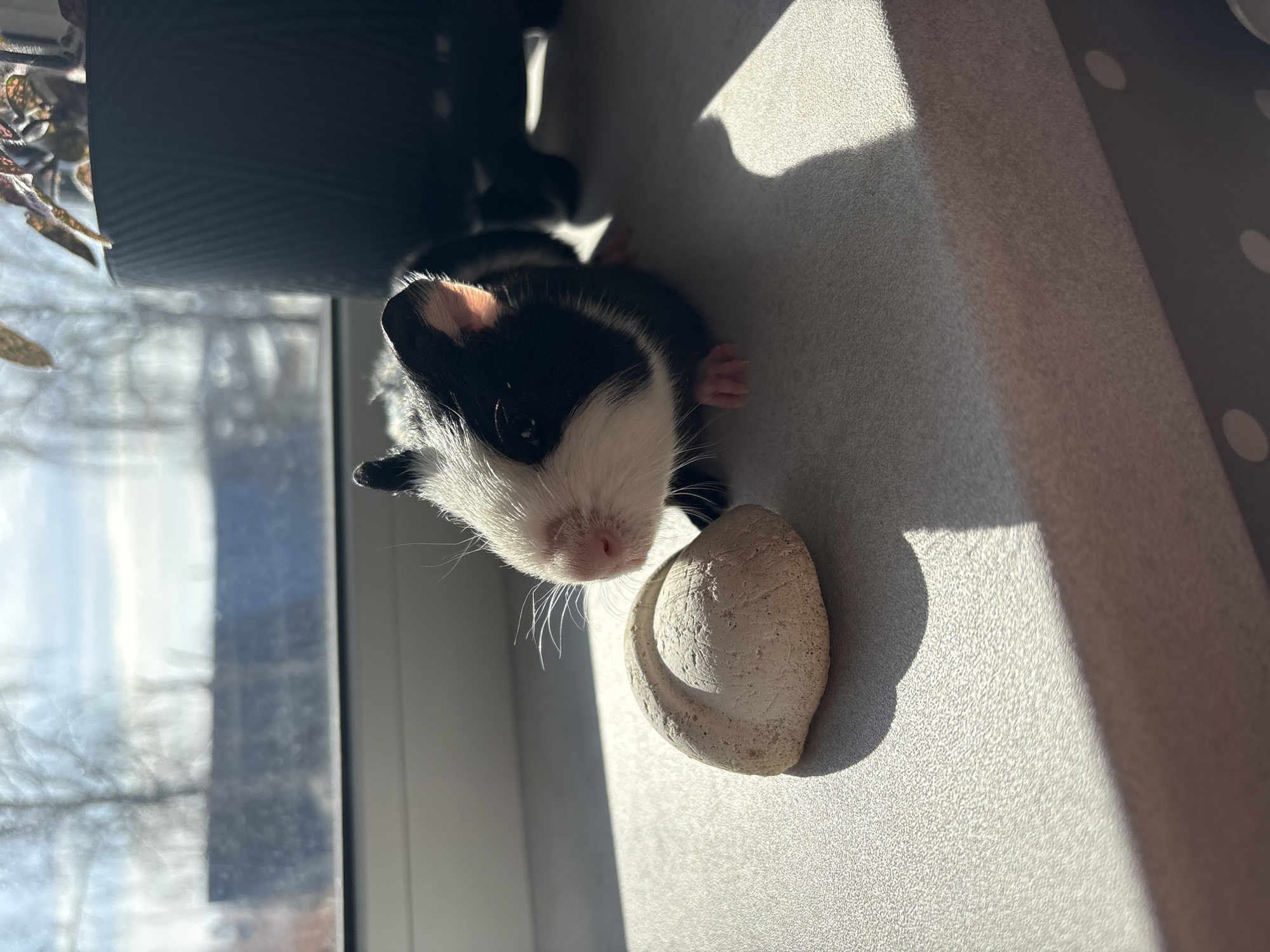 The image depicts a black and white guinea pig positioned on a light-colored, textured windowsill in Votkinsk, Russia. The guinea pig has a prominent white face with a pink nose and whiskers, and black fur across its body, with visible small pink paws. It is oriented facing slightly left, with its head turned towards an irregularly shaped, light beige, textured mineral block or salt lick located to its immediate front.
To the right and slightly behind the guinea pig, a dark-colored, ribbed cylindrical planter containing a plant with reddish-green variegated leaves is partially visible. Strong, directional sunlight enters from the left through the window, illuminating the guinea pig and the mineral block, and casting distinct shadows on the windowsill surface.
Through the window in the background, a blurred outdoor scene is visible, featuring bare tree branches against a bright, hazy sky. A dark horizontal line, possibly a distant fence or building, is present in the mid-ground of the outdoor view. Below the windowsill, a dark surface with white polka dots is partially visible. No human presence or direct interaction is depicted.