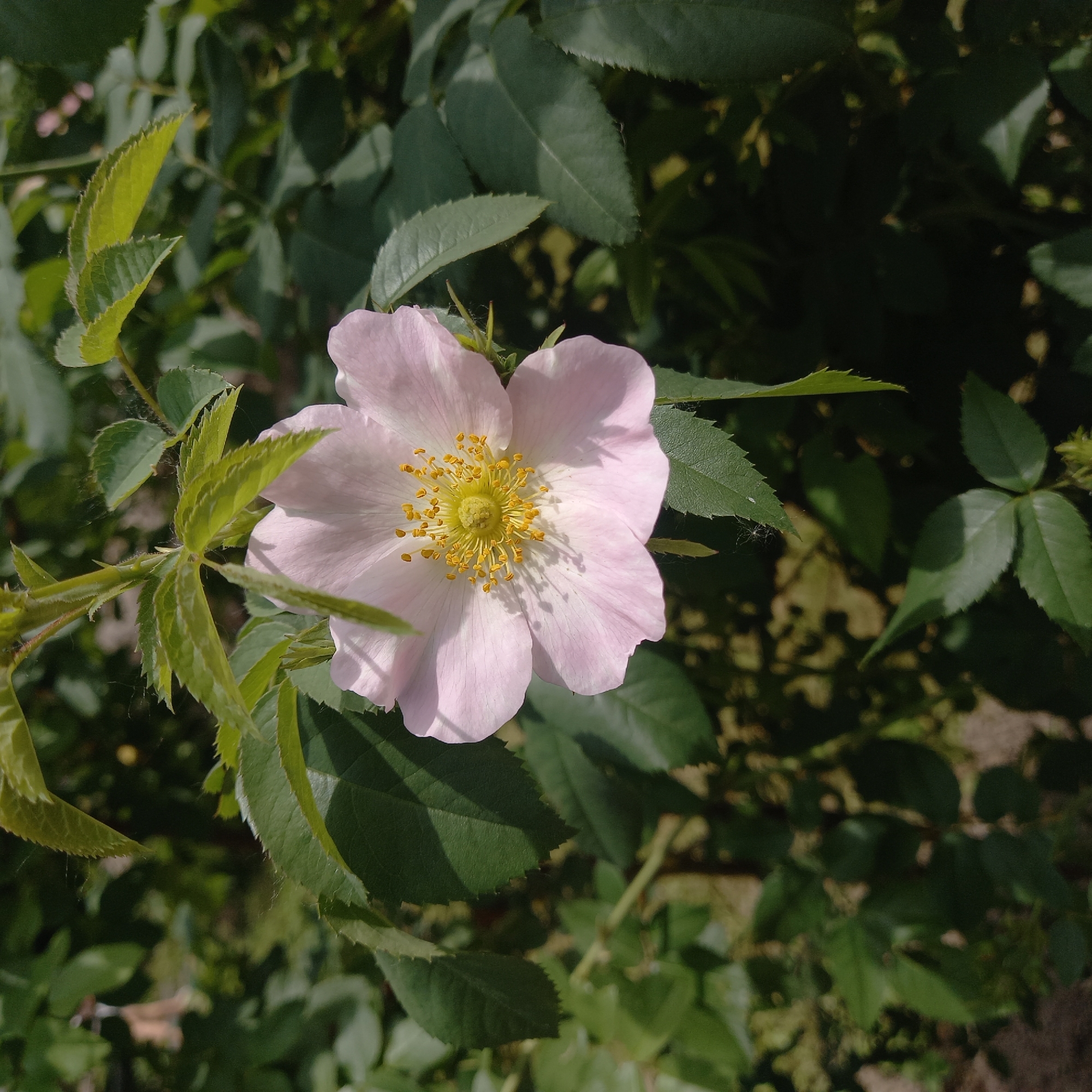 The image depicts a single, light pink flower, centrally positioned within a dense green foliage backdrop. The flower comprises five ovate petals with subtly ruffled edges, surrounding a prominent central cluster of numerous yellow anthers on filiform filaments and a compact greenish pistil. Direct sunlight, originating from the upper right, illuminates the flower, casting distinct shadows from the stamens onto the petals.
The surrounding vegetation consists of dark green leaves, many exhibiting finely serrated margins, indicative of a shrub or perennial plant. Scattered, delicate spiderwebs are visible on several leaves, particularly in the upper and central portions of the frame. The background is entirely out of focus, rendered in shades of green and dark brown, suggesting depth within natural surroundings. No human subjects, animals, or man-made structures are present.
The depicted flora is consistent with species found in the region of Zvenigorod, Russia, though no specific geographical markers are discernible within the visual content of the image itself to independently confirm this location.