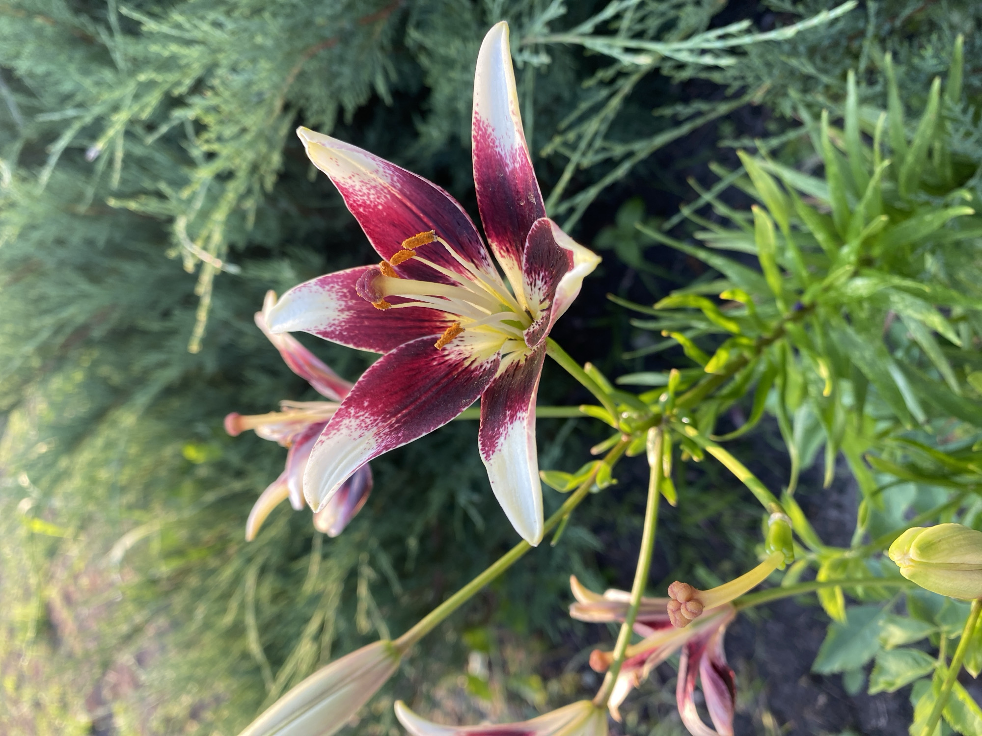 This is a close-up, eye-level, outdoor photograph of a Stargazer lily in bloom. The lily has deep pink to maroon petals with white edges and yellow stamens. It is positioned to the right of the frame, with its petals facing towards the viewer. In the foreground, there are several unopened lily buds and green foliage. The background is a soft blur of green foliage, likely from other plants and possibly a conifer tree. The lighting suggests it is daytime, with sunlight illuminating the flower. The scene appears to be a garden. There are no people or animals present in the image. The image was taken in the city of Mariupol, Ukraine.