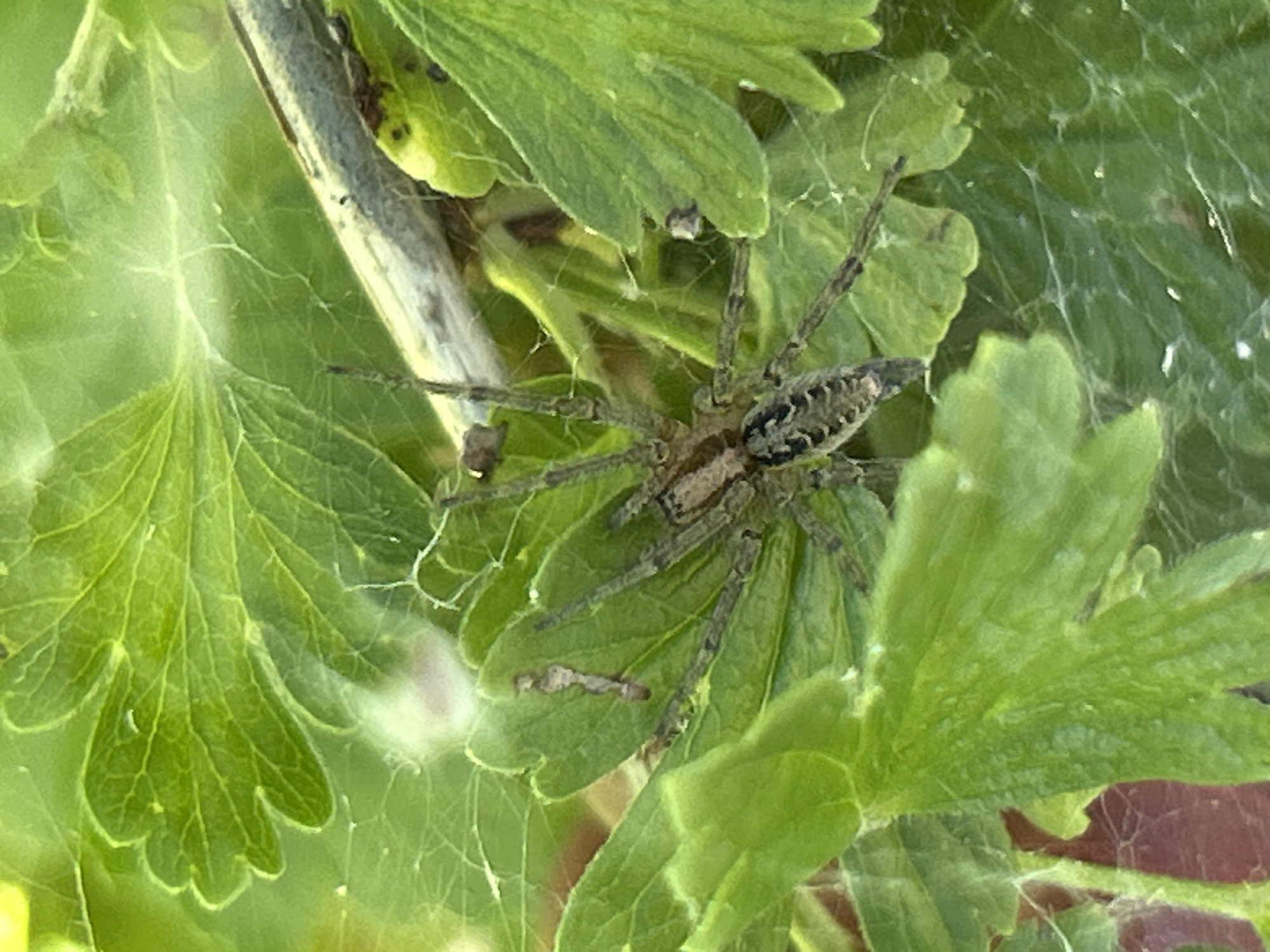 The image shows a close-up of a spider in its web amidst green leaves. The spider, a wolf spider, has a mottled brown and black pattern on its cephalothorax and abdomen. Its eight legs are long and spindly, covered in fine hairs, and are spread out, supporting its body within the intricate network of silk. The web itself is thin and wispy, clinging to the surrounding foliage. The leaves are a vibrant green, with visible veins and serrated edges. A thin, greyish branch runs diagonally through the upper left portion of the frame, providing a perch for some of the web's anchor points. The overall setting appears to be outdoors, possibly in a garden or natural environment, with soft lighting that suggests daytime. The focus is tightly on the spider and its immediate surroundings, with the background slightly blurred, emphasizing the subject. No text is visible in the image. The context of Labinsk, Russia, places this scene in a temperate climate, where spiders and their webs are common during warmer months. The image captures a moment of stillness, highlighting the delicate construction of the spider's web and the creature's presence within its environment.