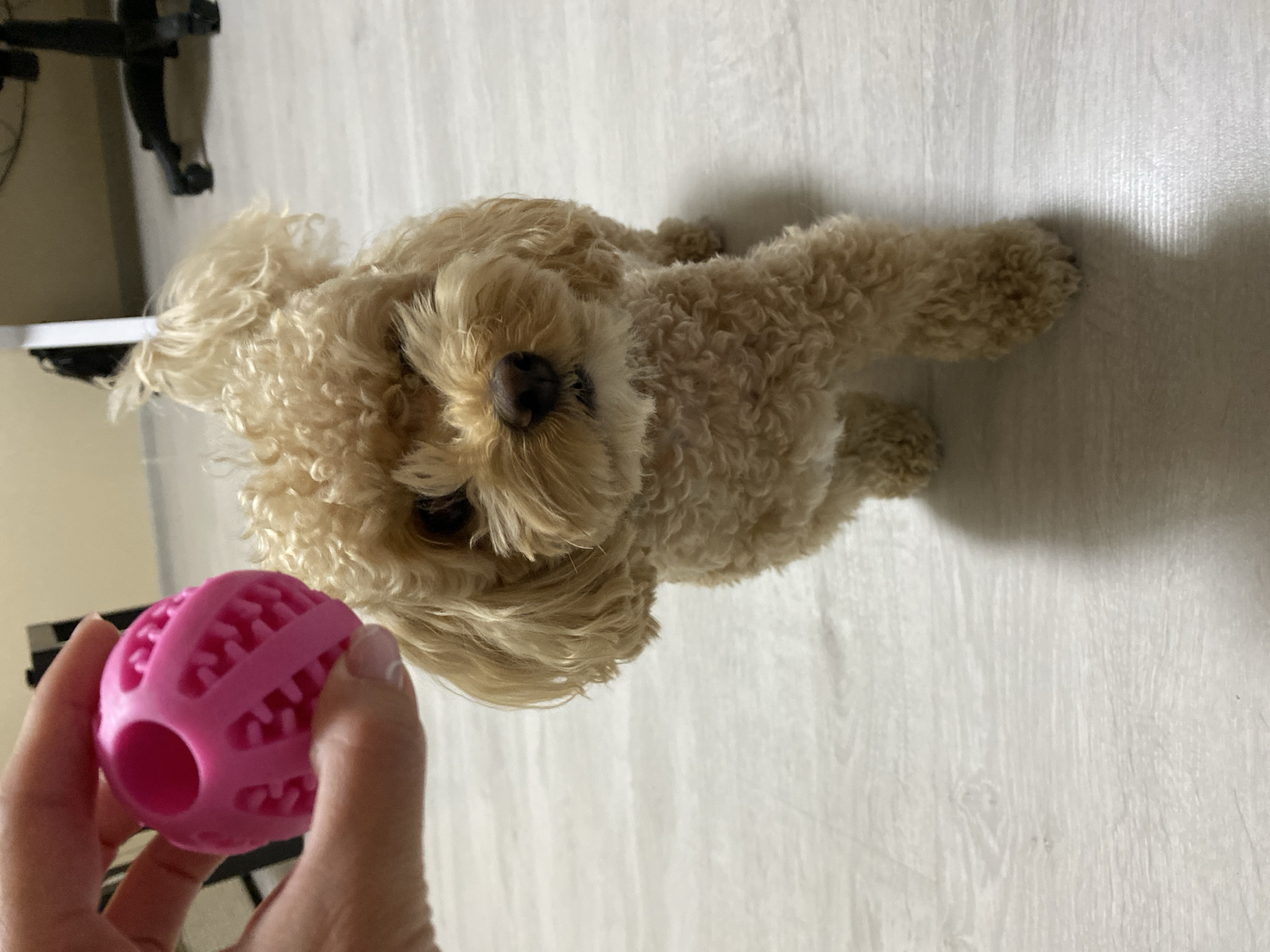 A toy poodle stands on a light-colored wooden floor, looking towards the camera. In the upper left corner of the image, a person's hand is holding a pink, textured ball, held up as if to play. The dog has curly, light brown fur and a dark nose. The background is blurred, showing a chair and a wall. The scene is indoors.