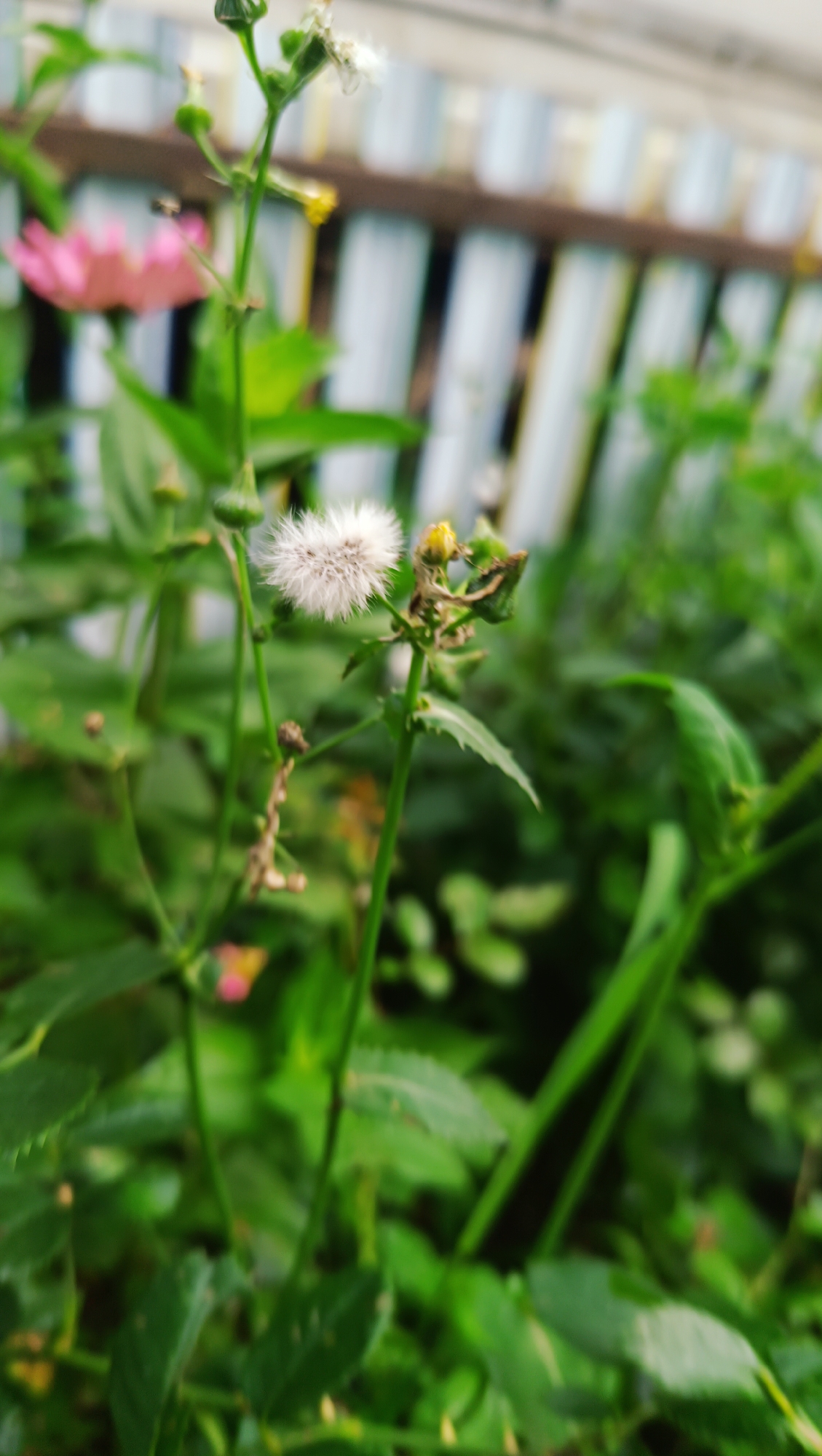 A fluffy white dandelion seed head is in focus in the center of the image, against a blurred background of green foliage and a light-colored, vertical fence. The dandelion is on a thin green stem, with a few small green buds and a dried brown leaf also visible on the stem. To the left and slightly behind the dandelion, a pink flower is visible, also out of focus. The overall impression is a close-up shot of a small flower in a natural setting. There are no people or animals visible in the image. The location is not identifiable as Karsha, Russia.