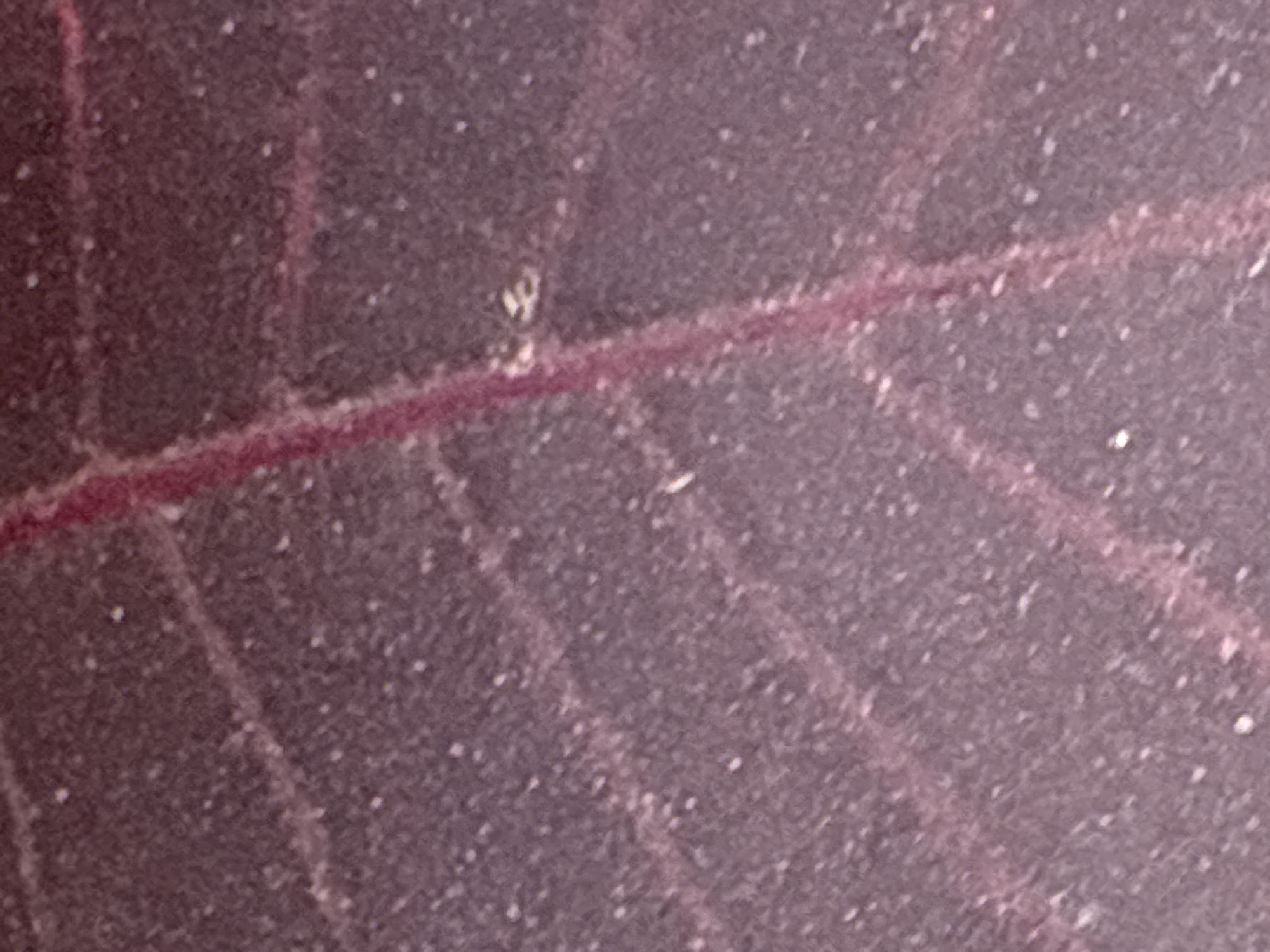 The image shows a close-up, abstract view of a purple, textured surface with prominent reddish-purple veins. Small white flecks are scattered across the surface, resembling dust or light reflections. The texture appears fibrous or veined, similar to the surface of a leaf or fabric. There is no identifiable geographical context within the image itself to pinpoint a location in Bad Salzschlirf, Germany.