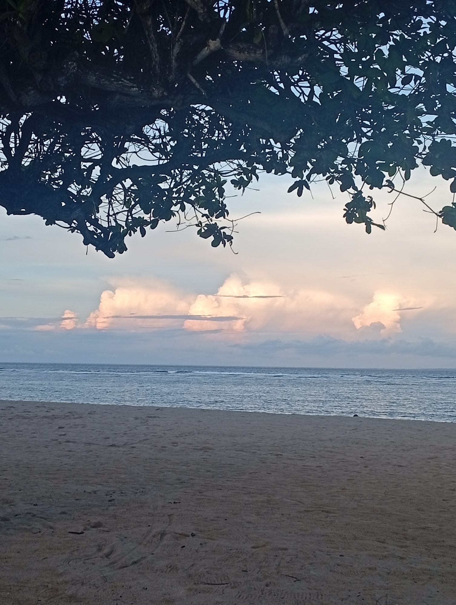 This serene landscape photograph captures a tranquil beach scene in Denpasar, Indonesia, likely during either sunrise or sunset. The image is composed with a natural frame provided by the dark, overhanging branches and foliage of a large tree in the upper portion of the frame.
In the foreground, a wide expanse of light brown sand stretches across the lower half of the image. Subtle patterns, possibly from past tides or gentle foot traffic, are visible on its surface.
Beyond the sand lies the calm, blue-grey ocean, extending into the distance. Gentle waves with soft white caps are visible across the water, suggesting a peaceful current and possibly a reef further out. The horizon line where the sea meets the sky is clear and steady.
The background is dominated by a dramatic sky filled with large, billowy clouds. These clouds exhibit soft hues of pink, orange, and light grey, illuminated by the low sun, indicating either the golden hour of dawn or dusk. Patches of pale blue sky are visible between the cloud formations.
The top and left edges of the frame are densely populated by the silhouetted branches and leaves of a tropical tree. Its thick, dark canopy creates a natural arch, partially obscuring the sky but adding depth and a sense of being sheltered or looking out from under the trees. The leaves are dark green, appearing almost black against the brighter sky.
No people or specific activities are depicted, focusing solely on the natural beauty of the environment. The overall atmosphere is one of peacefulness and natural grandeur, characteristic of a secluded tropical beach. There is no visible text in the image.