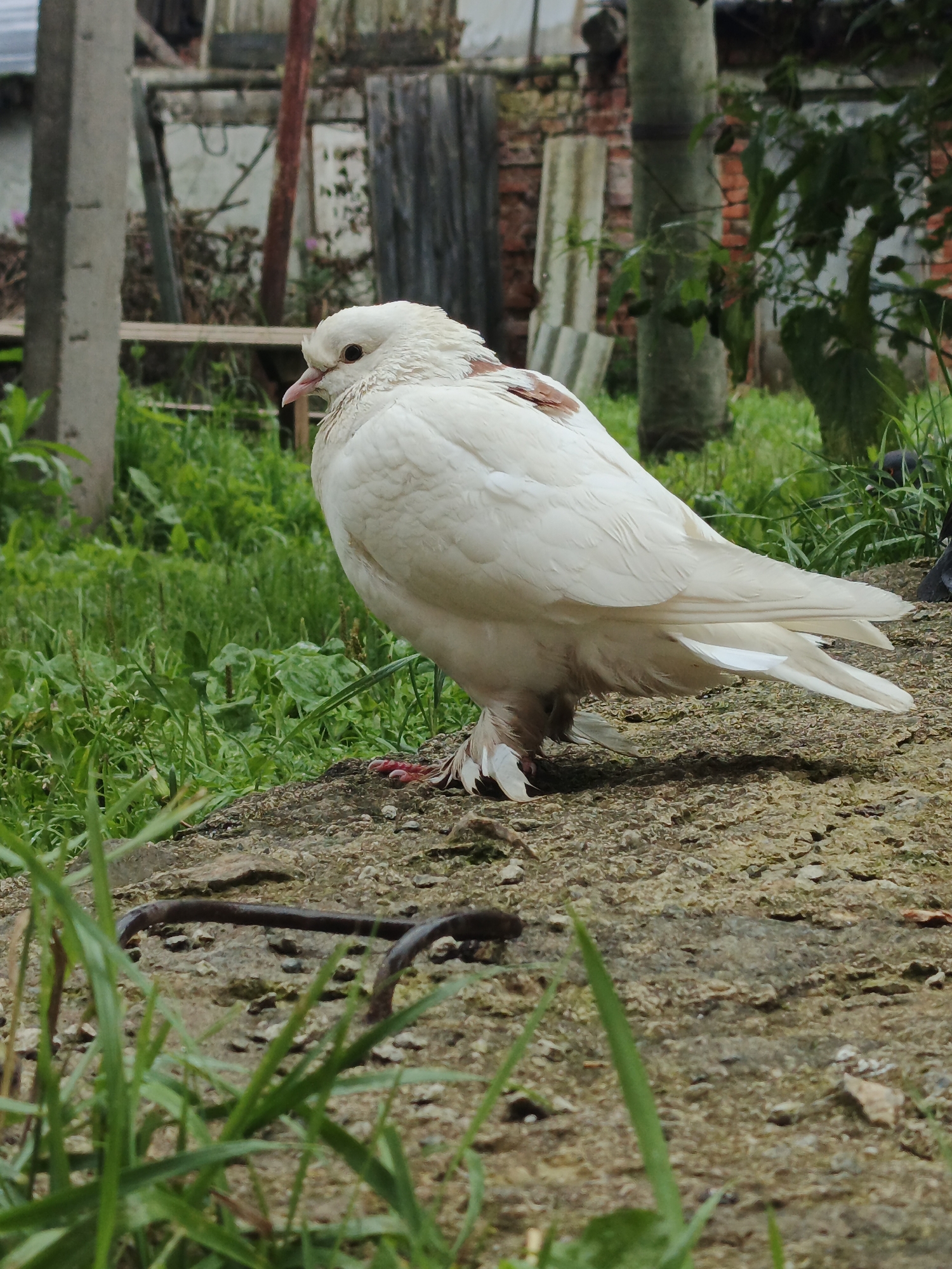 A white pigeon with some brown markings stands on a patch of dry, uneven ground. It is facing left, with its head slightly down. Its feathers are mostly white, with a few hints of light brown on its back and wings. The pigeon's legs are pink, and it has fluffy feathers around its feet. In the foreground, green grass and some curved pieces of metal are visible. Behind the pigeon, there is a blurry background of green vegetation, a weathered wooden fence, and a brick structure. The scene appears to be outdoors, likely in a rural or semi-rural setting. There are no people or animals other than the pigeon visible in the image. The location is identified as Medvedyovka, Russia.