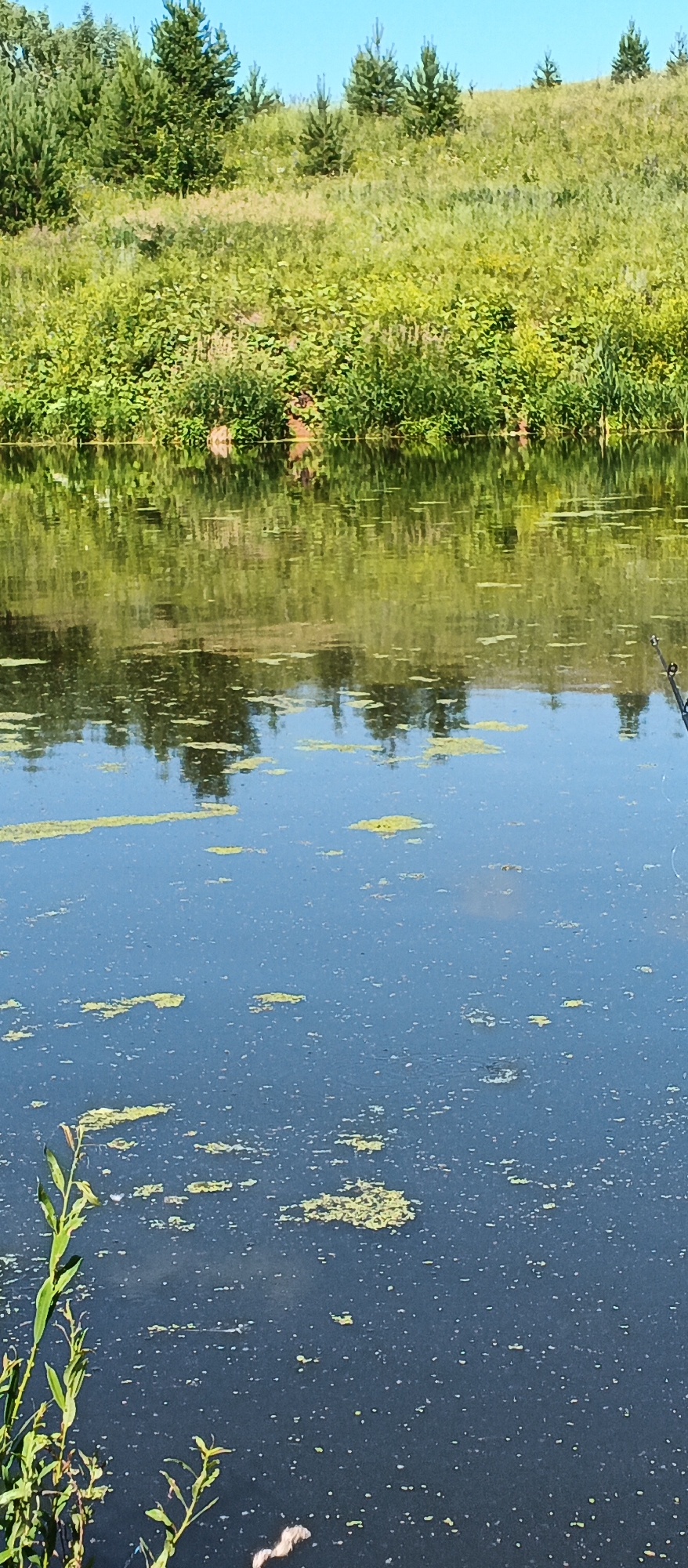 The image depicts a tranquil natural scene with a body of water in the foreground and a vegetated hillside in the background. The water's surface is dark blue and reflects the greenery above, with patches of yellow-green algae scattered across it. A single fishing rod is visible on the right side, extending into the water. The background is dominated by a lush green hillside covered in various plants and interspersed with several small evergreen trees. The sky above is clear and blue. This scene is located in Podgornoe, Russia, characterized by its natural landscape.