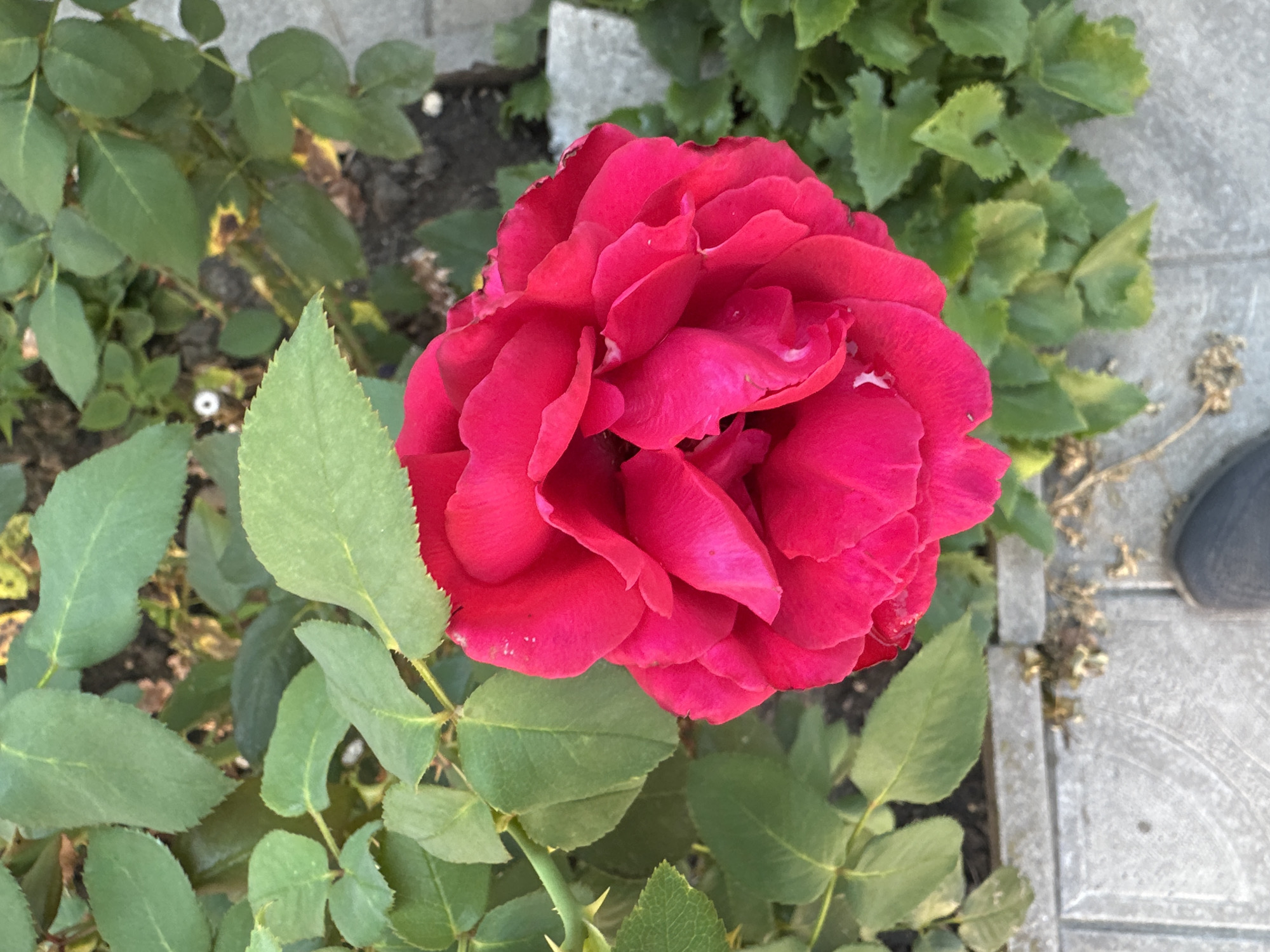 An overhead shot shows a vibrant red rose in full bloom, its petals tightly packed and layered. The rose is surrounded by lush green leaves, some of which show signs of yellowing. The flower and foliage are positioned above a gray paved surface with a textured pattern, suggesting it is a walkway or patio. In the lower right corner of the frame, a dark gray shoe is visible, indicating a person is present but not the main subject. The scene appears to be in an outdoor urban setting, potentially a garden or park within the city of Makiv, Ukraine, given the provided context.