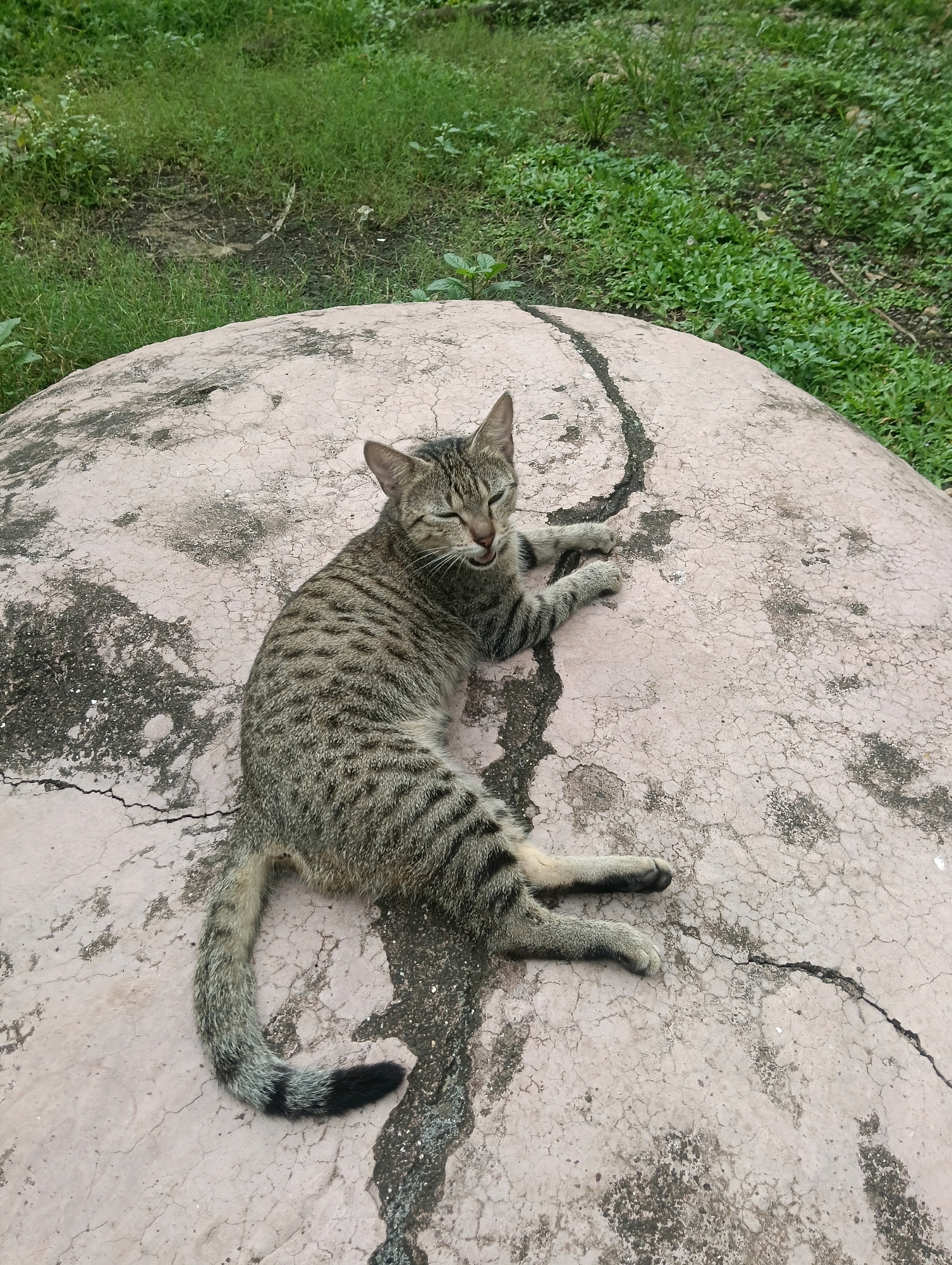 A tabby cat is resting on a cracked, light-colored, dome-shaped surface. The cat is lying on its side with its eyes partially closed and its mouth open, appearing to be yawning or panting. Its paws are extended. The surface the cat is on has a rough texture with visible cracks and dark patches. In the background, there is green grass and some dirt. The scene is outdoors. The location is not discernible from the image.