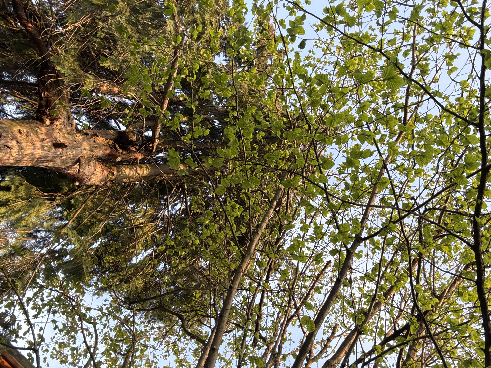 The image captures an upward perspective into a dense tree canopy against a clear, light blue sky. A prominent, thick tree trunk with deeply textured, reddish-brown bark occupies the left side, bathed in warm, golden light suggestive of either early morning or late afternoon. This tree, likely a conifer, features dark green, needle-like foliage that forms a substantial part of the background.
Intertwined with and layered in front of the conifer are the branches of a deciduous tree, characterized by numerous small, vibrant green leaves. These leaves appear fresh and newly unfurled, indicating the season is likely spring or early summer. Sunlight filters through the gaps in the foliage, highlighting the delicate new leaves and creating a dappled light effect. The intricate network of branches fills the frame, with the clear sky serving as a backdrop.
No human activity, individuals, or man-made objects are visible. The scene is a static depiction of nature, emphasizing the interplay of light and shadow within the tree canopy. No text is present in the image. The depicted location is Bokilovtsi, Bulgaria.