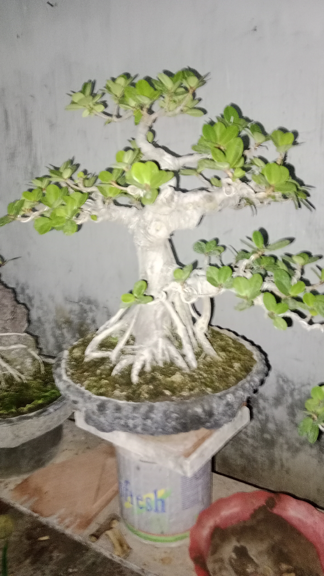The image shows a close-up of a bonsai tree, likely in an outdoor setting. The bonsai has a thick, gnarled trunk and branches with small, vibrant green leaves. Its roots are exposed and spread out, sitting in a dark, textured pot. The pot rests on a white riser, which in turn sits on what appears to be a shelf or table. In the background, a rough, grey concrete wall is visible, suggesting an urban or semi-urban environment. To the left of the main bonsai, another pot with moss or similar greenery can be seen, and to the right, a glimpse of another potted plant is visible. The lighting suggests it might be evening or dimly lit conditions, with shadows cast by the bonsai and its surroundings. The overall impression is one of careful cultivation and display of a miniature tree. The specific location in Pondok Kelor, Indonesia, is not visually represented within the image itself, but the description is based on the visual elements present.