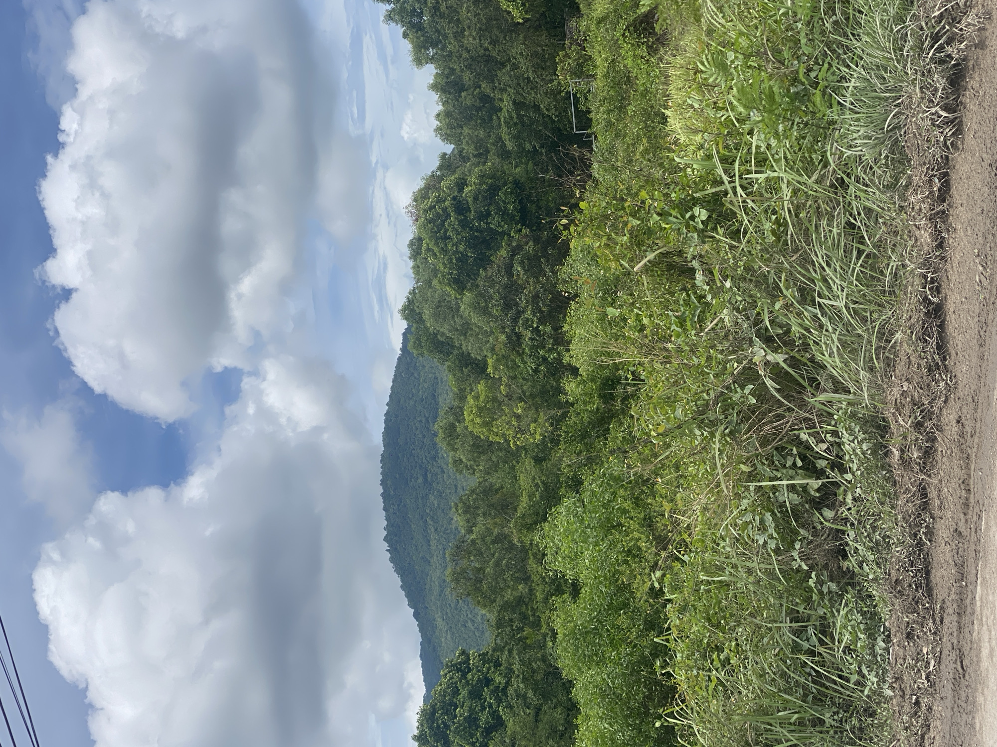 The image shows a landscape in Moo 1, Thailand. A tree-covered mountain rises in the background under a sky filled with cumulus clouds. Lush green vegetation, including tall grasses and bushes, occupies the foreground. A dirt road runs along the right edge of the image. Power lines are visible in the lower left corner.