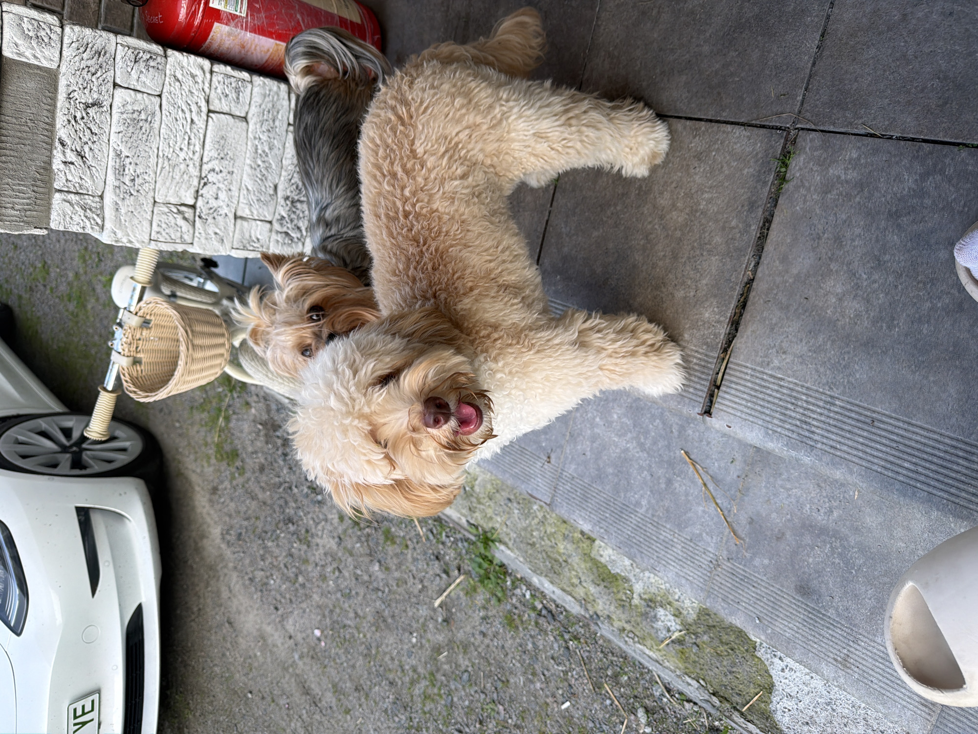 The image shows two small dogs on a tiled patio. The dog in the foreground is a light brown, curly-haired breed, possibly a Poodle mix, standing facing right with its mouth open. Behind it, a smaller Yorkshire Terrier looks towards the camera. In the background, a white Tesla is parked on a gravel surface. A bicycle with a wicker basket is leaning against a brick pillar. A red fire extinguisher is also visible. The scene appears to be outdoors, likely in a residential area. The presence of a Tesla, modern tiling, and a fire extinguisher suggests a contemporary urban or suburban setting. Without further information, it is impossible to definitively place this scene in Bila Tserkva, Ukraine.