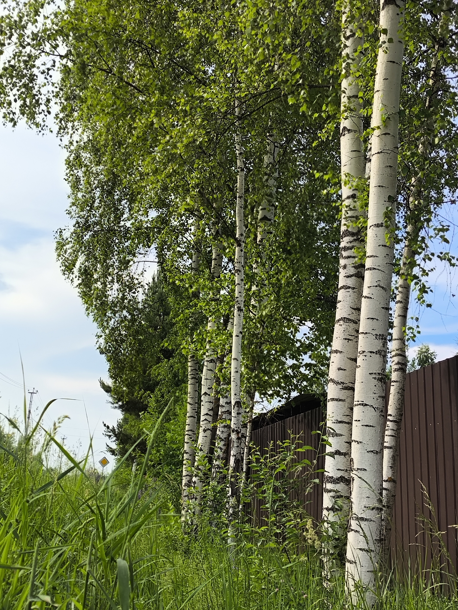A row of birch trees with white bark and black markings stands tall, their green leaves creating a dense canopy against a light blue sky with scattered clouds. In the foreground, tall green grass grows thickly, obscuring the ground. To the right, a brown corrugated metal fence runs along the length of the birch trees. In the distance, a line of darker green trees is visible. The scene appears to be in a rural or suburban area, possibly at the edge of a property.