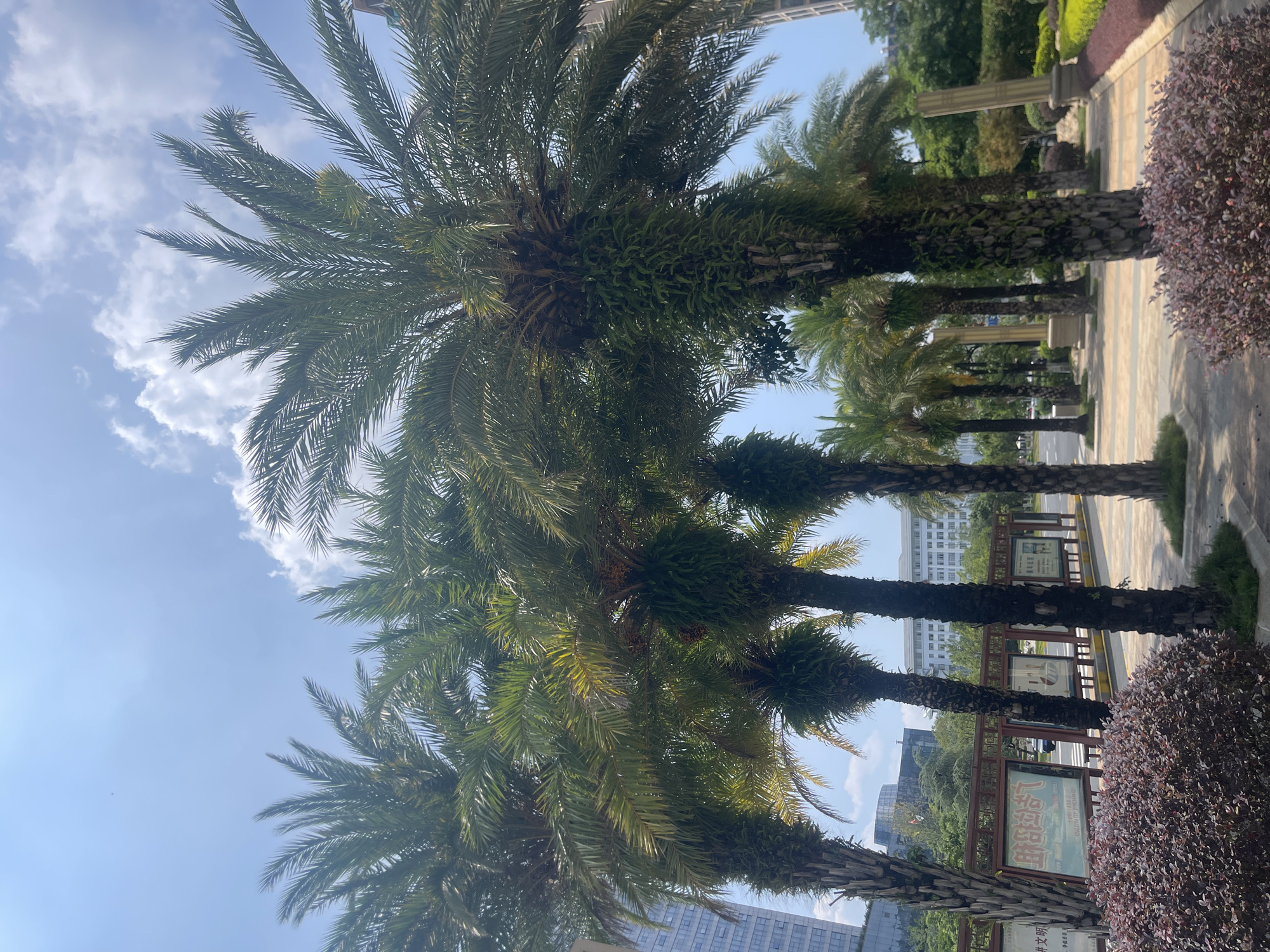 In the city of Unknown, Unknown, a row of palm trees lines a paved walkway under a bright, partially cloudy sky. The trees are tall and lush, with vibrant green fronds casting shadows on the ground. Some of the palm trees have moss or other vegetation growing on their trunks. In the background, modern buildings and trees are visible, suggesting an urban or suburban setting. A series of display boards with text and images are positioned behind the palm trees, likely indicating information or advertisements. The walkway itself is paved with light-colored tiles, bordered by well-maintained shrubs and landscaping. A few golden, classical-style columns stand further down the walkway, adding a decorative element to the scene.