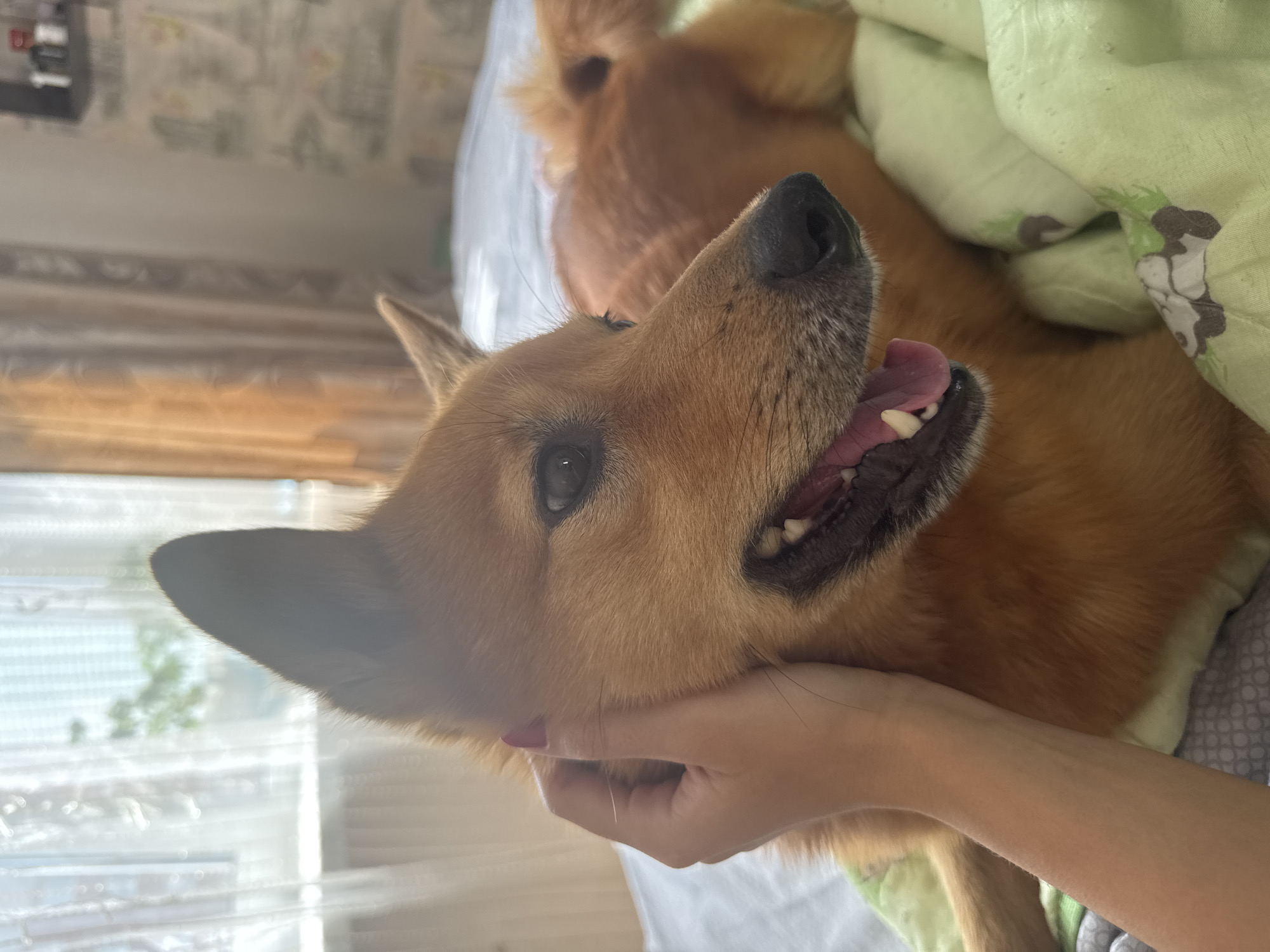 The image is an indoor, eye-level shot of a tan dog with its head resting on a bed. A human hand with pink nail polish is gently stroking the dog's head. The dog's mouth is open, revealing its teeth and tongue, and it appears to be looking to the right of the frame. The background includes a bed with green patterned bedding, curtains and a window, and a wall with wallpaper. There is no indication of the specific location in Chaikovsky, Russia.