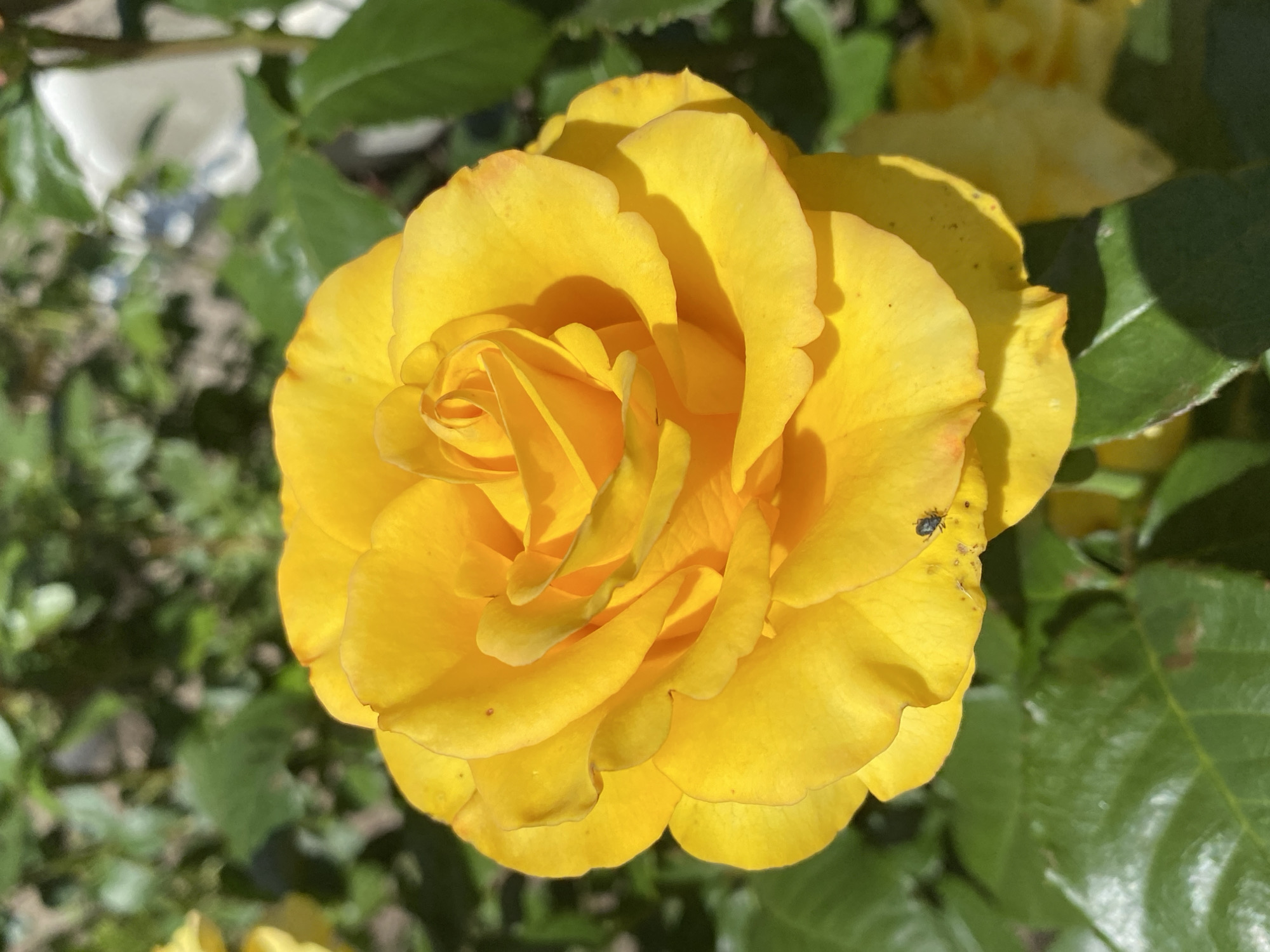 A bright yellow rose is in full bloom, facing the camera and slightly to the right. The rose has many layered petals, with the inner petals tightly curled and the outer petals unfurling. Sunlight illuminates the rose, creating strong shadows on some petals and highlighting the vibrant yellow color. A small, dark insect, possibly a beetle, is perched on one of the lower petals on the right side of the flower. The background consists of out-of-focus green leaves and some hints of other yellow and white flowers, suggesting a garden setting. The image is taken at close range, emphasizing the detail and texture of the rose.