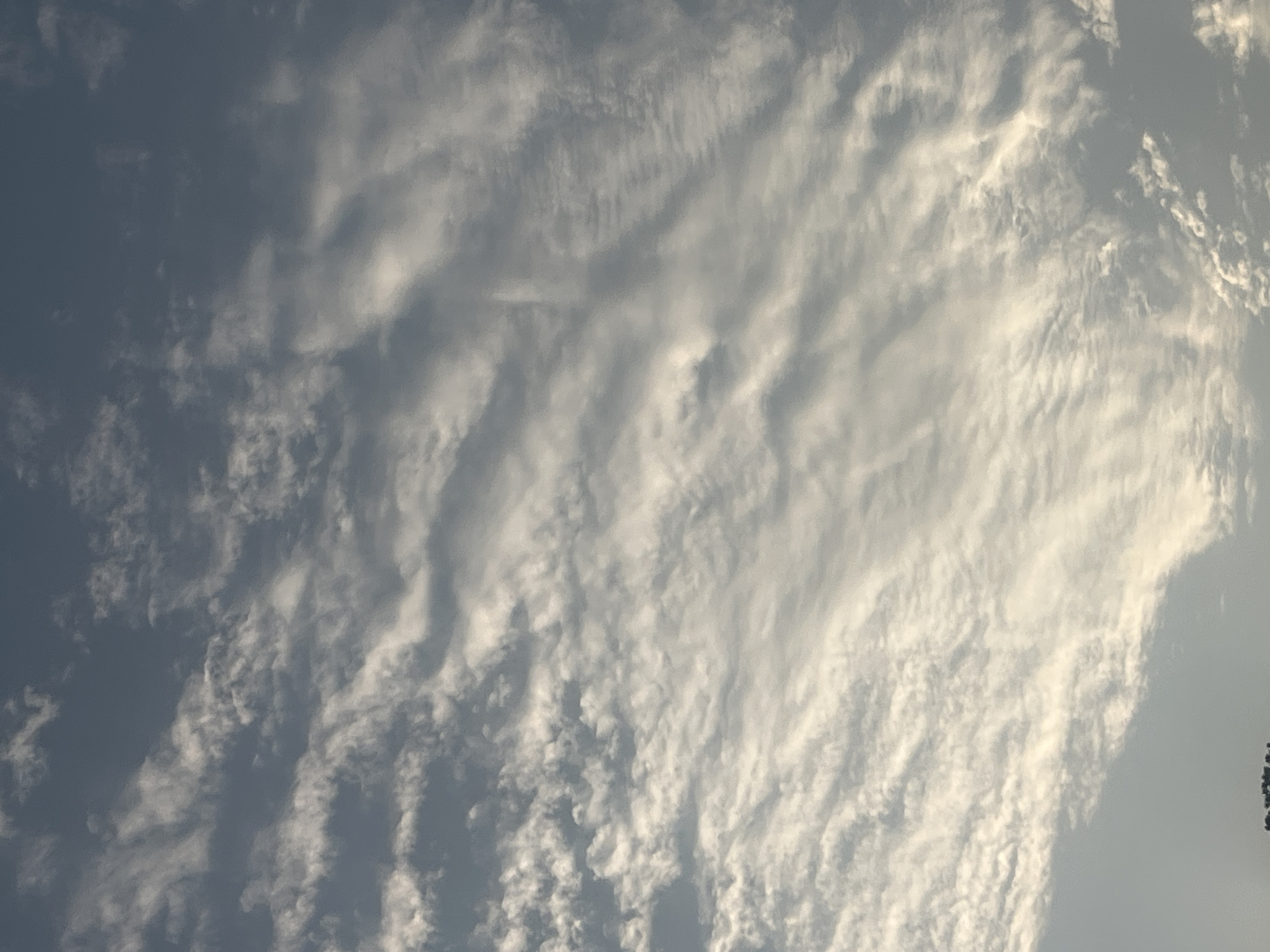 The image shows a sky filled with scattered, wispy clouds. The clouds are predominantly white and light gray, with some areas appearing brighter due to sunlight. The sky itself is a gradient of blue, darker at the top and lighter towards the bottom. The lower portion of the image contains the tops of some dark green trees, suggesting an outdoor, natural environment. The image appears to be taken from ground level, looking upwards. There are no people, animals, buildings, or vehicles visible in the frame. The image is a photograph of the sky. There is no information in the image to determine its specific location within the city of Jacksonville, United States of America.