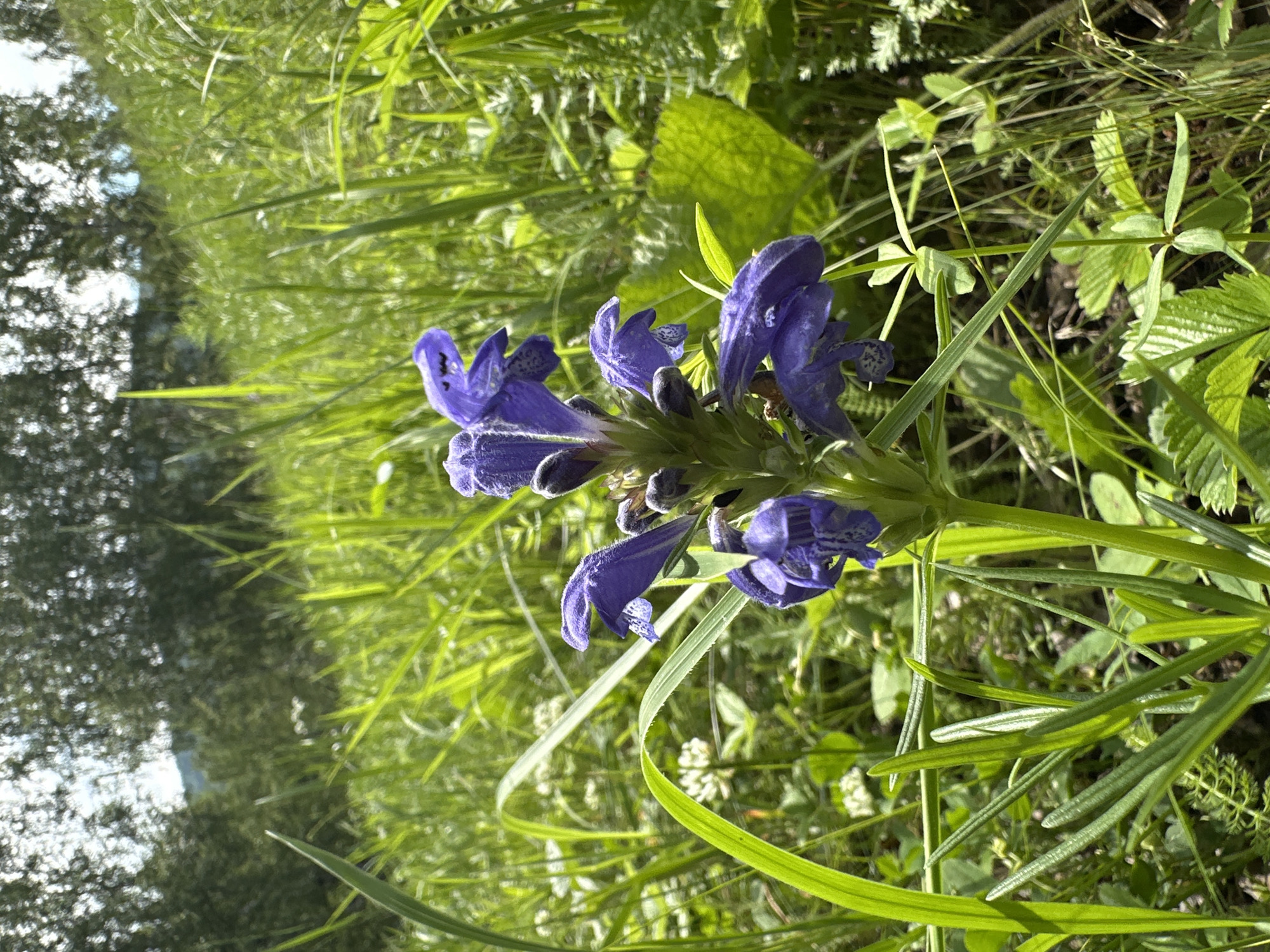 A close-up, eye-level shot captures a cluster of vibrant purple flowers with delicate white speckles on their petals, nestled amongst tall green grass. The flowers are the focal point, with their intricate details clearly visible. The background is a blur of lush greenery and trees, suggesting an outdoor, natural setting. The lighting appears to be natural sunlight, casting a bright and airy feel on the scene. The image appears to be taken in the city of Unknown, Unknown.