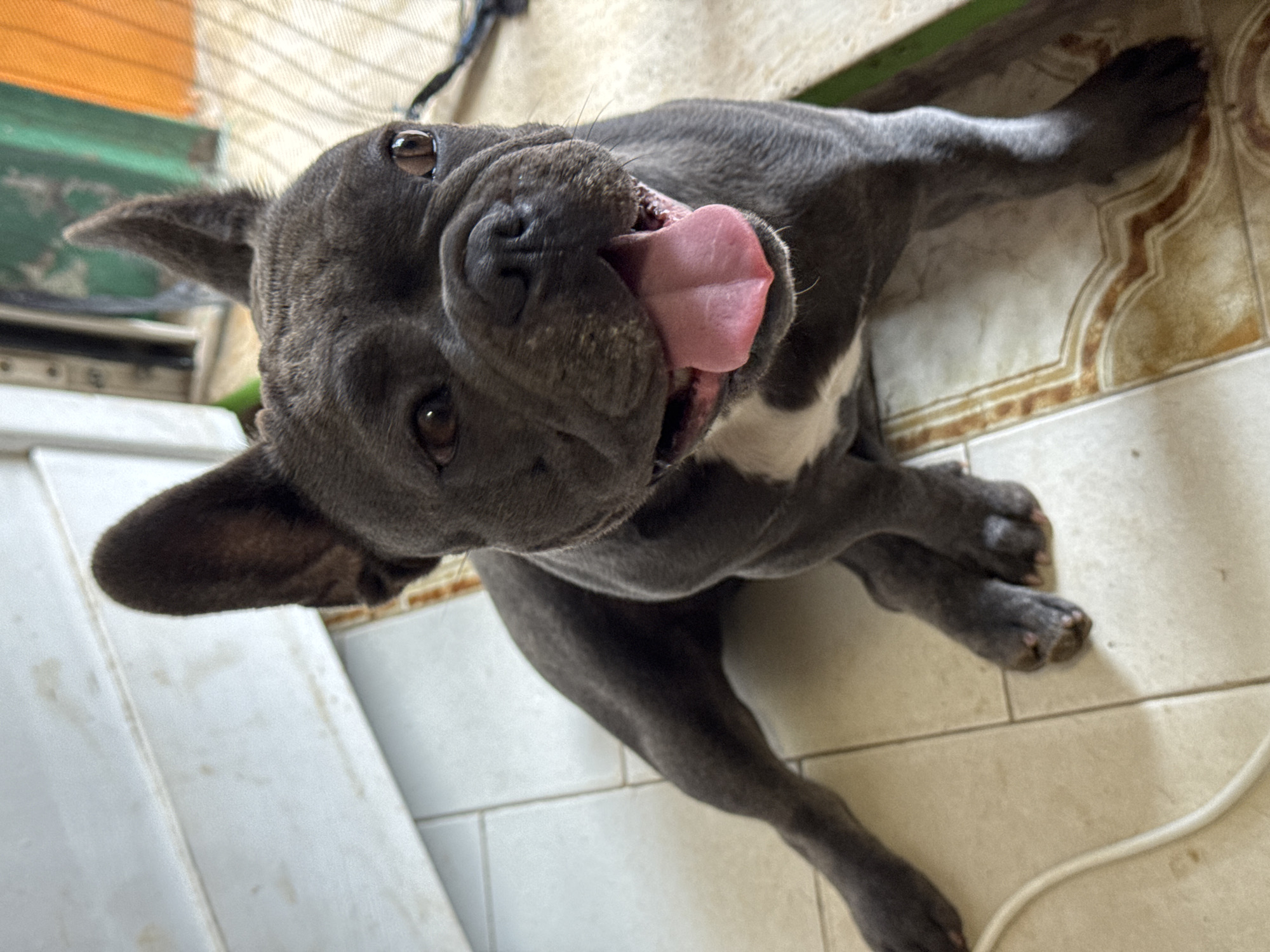A gray French Bulldog with its tongue sticking out is lying on a tiled floor. The dog's ears are erect, and its eyes are looking forward. A white cable is visible on the floor to the left of the dog. In the background, there is a white wall, a green object, and an orange object. The image does not contain any information about the city of San Benedetto del Tronto, Italy.